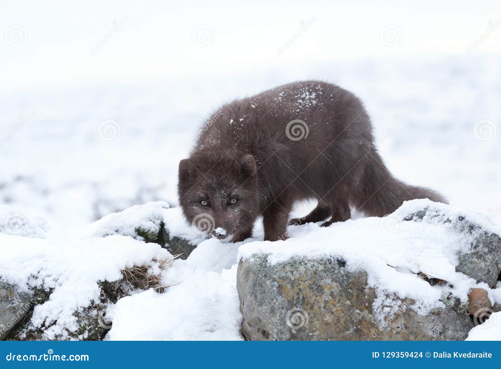 Blue Morph Arctic Fox in Winter Stock Photo Image of icelandic, cute