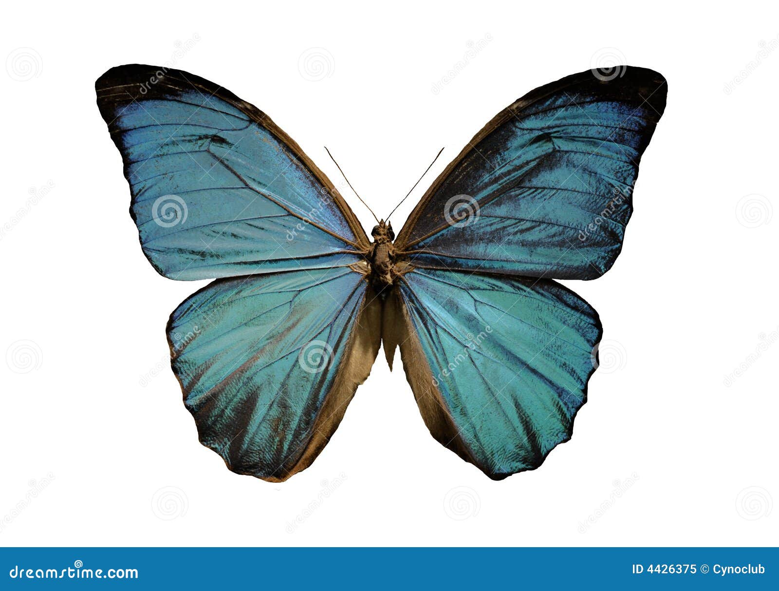 Blue morpho butterfly stock image. Image of blue, beautiful 4426375
