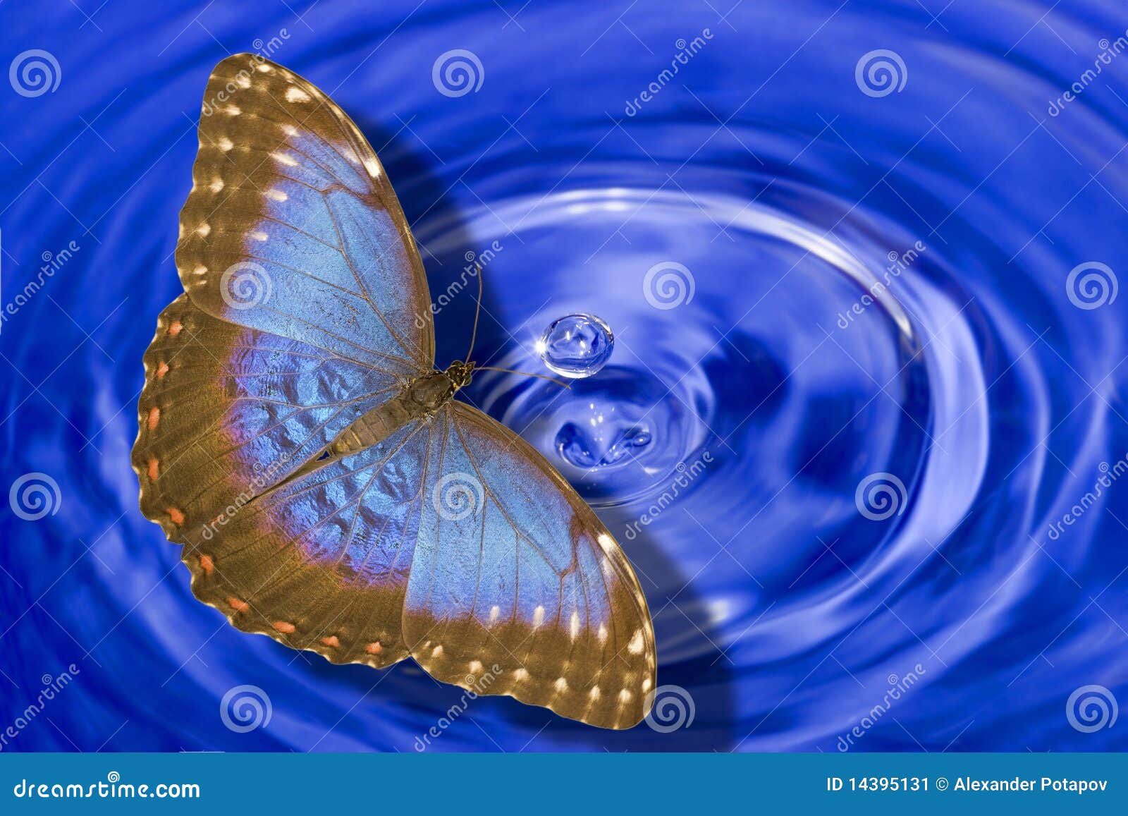 Butterfly From Water Splash Isolated On White Stock Image