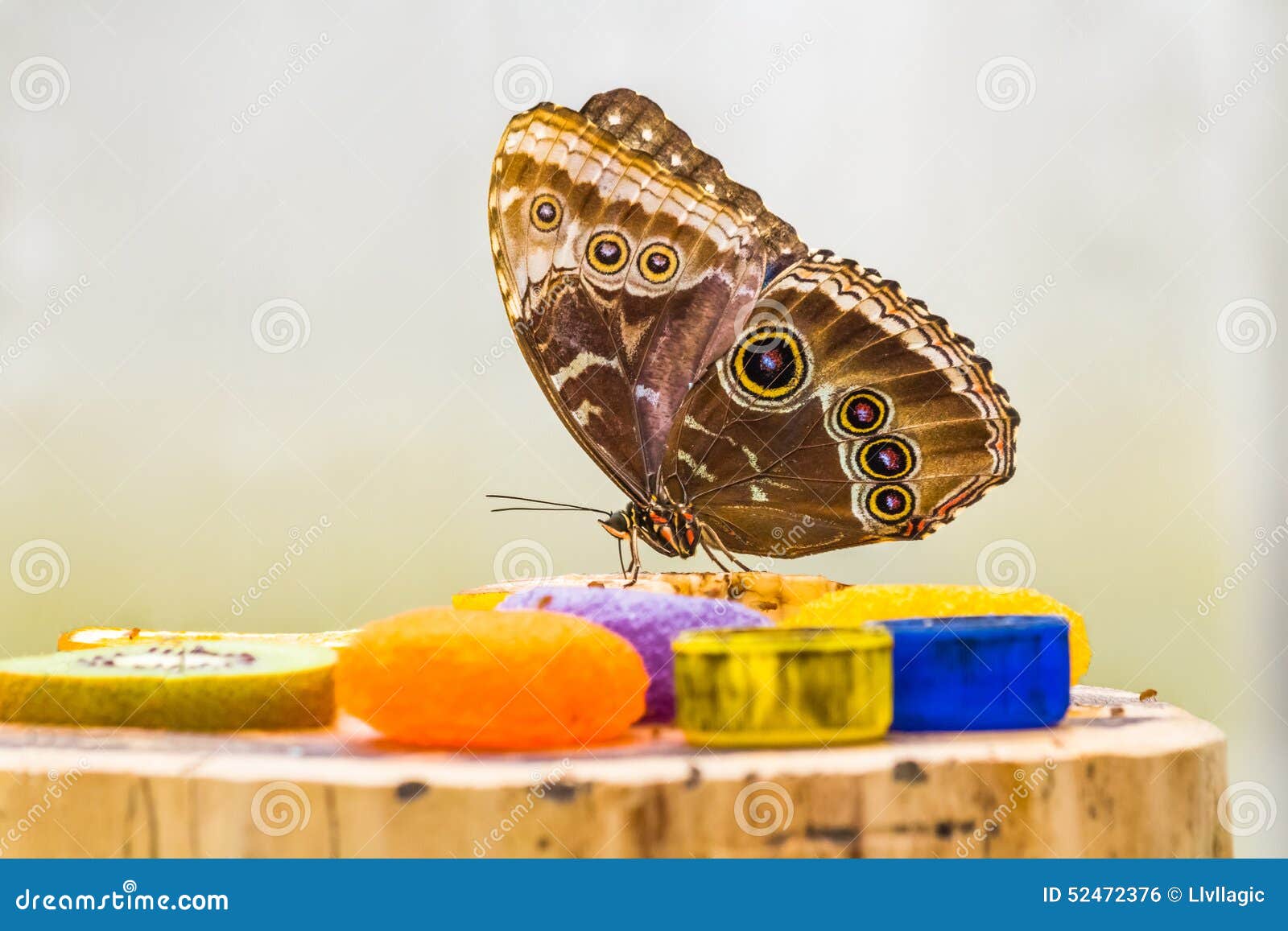 Blue Morpho Butterfly Eating Stock Photo Image of food, fruits 52472376