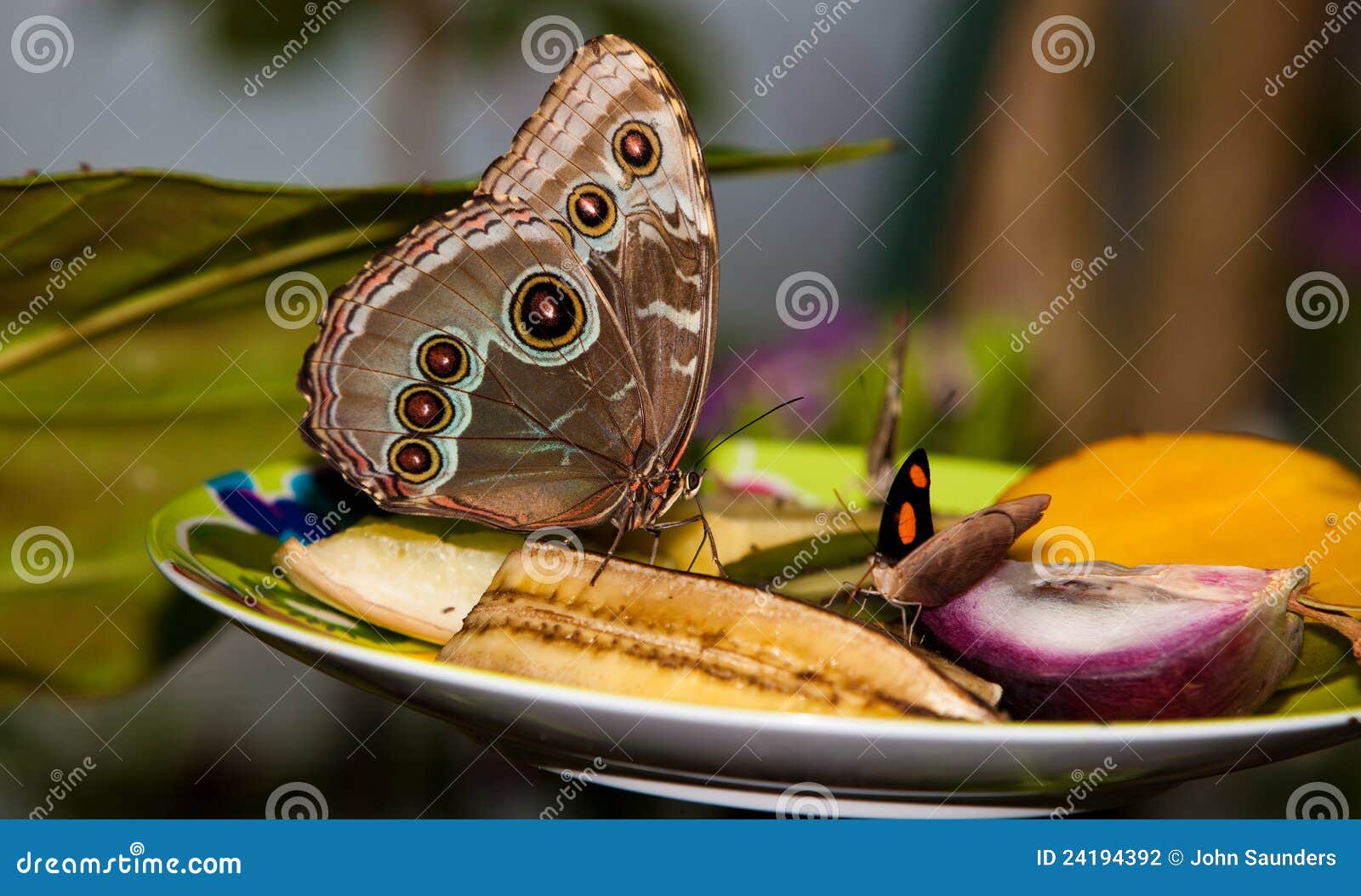 Blue Morpho Butterfly on Fruit Stock Photo Image of fauna, pattern 24194392