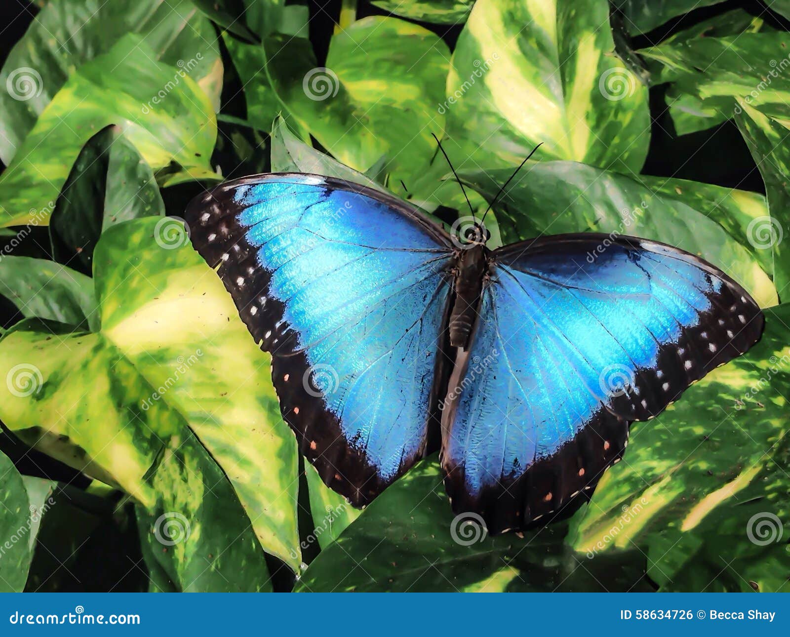 Blue Morpho Butterfly stock photo. Image of nature, blue 58634726