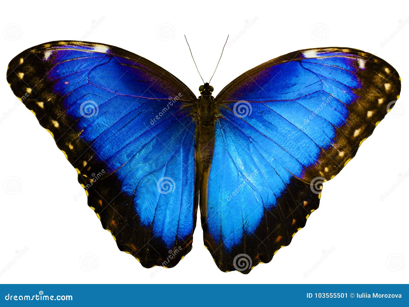 blue morpho butterfly  on white background with spread wings