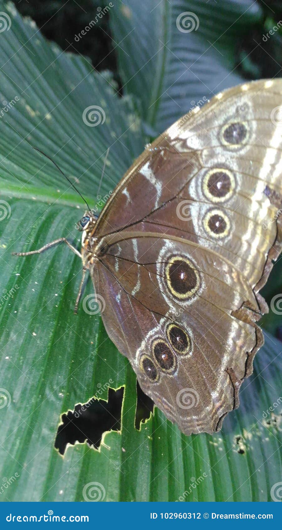 blue morpho butterfly