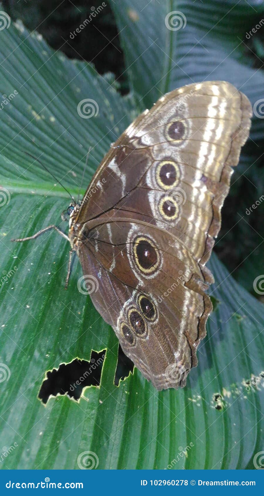 blue morpho butterfly