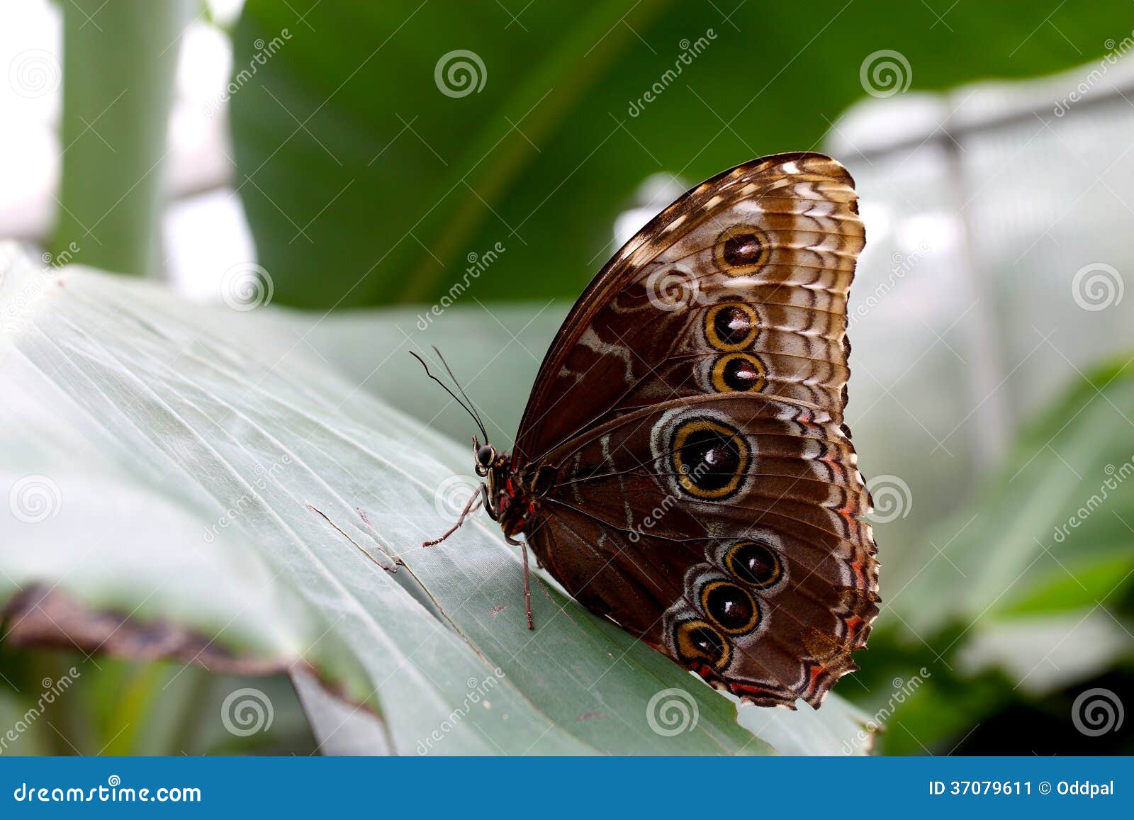 blue morpho butterfly sitting on a big leaf