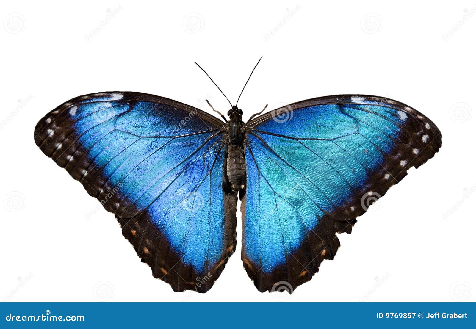 Blue Morpho Butterfly On White Stock Image Image: 9769857