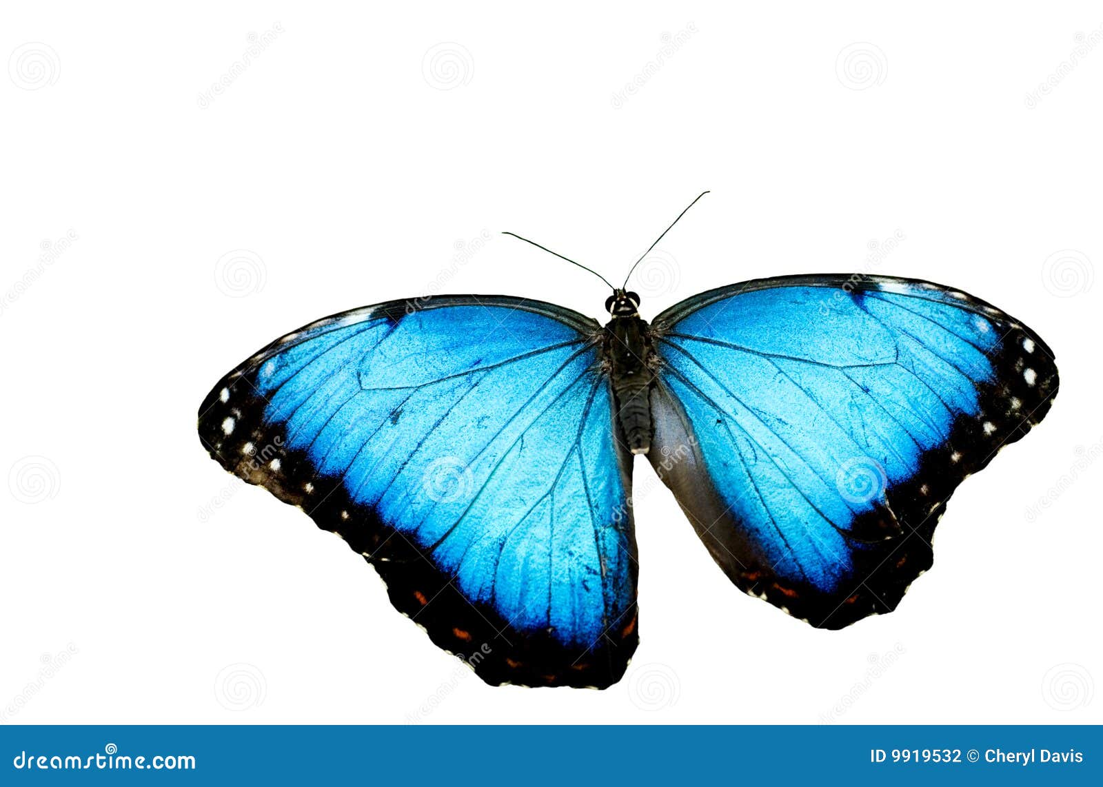 Blue Morpho Butterfly White Background Stock Photo Image of copy