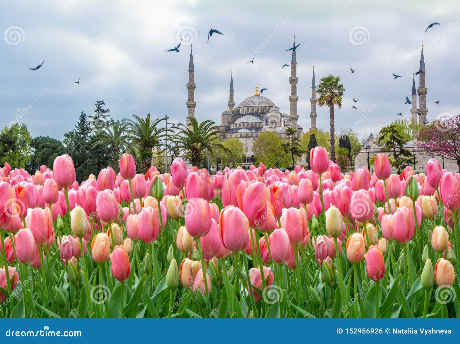 the blue mosque, sultanahmet camii with pink tulips, istanbul, turkey