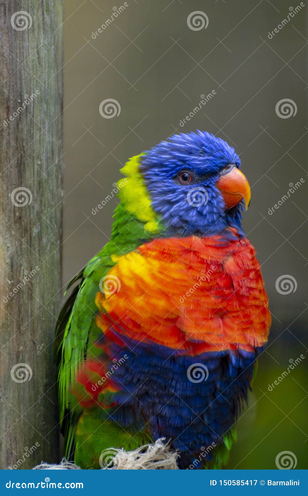 Blue Mountain Lorikeet Sitting in Nest, Close Up Stock Image - Image of