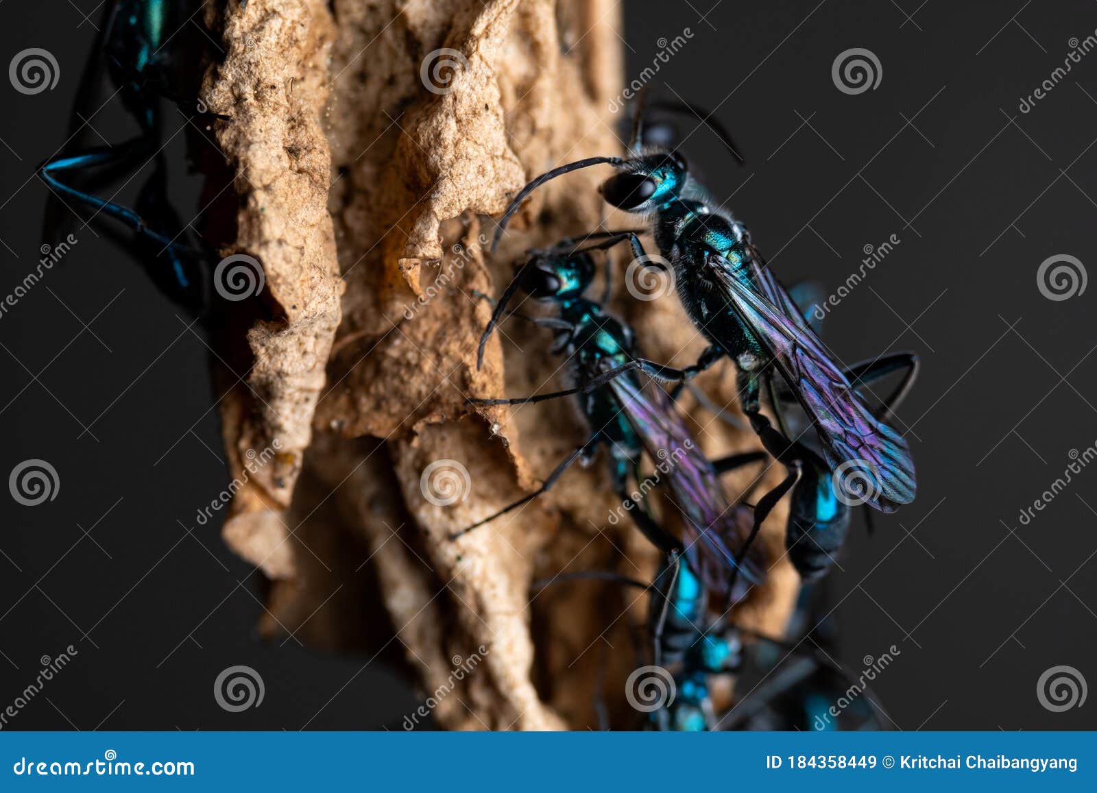 The Blue Mud Dauber on Nest Background Stock Image Image of dangerous
