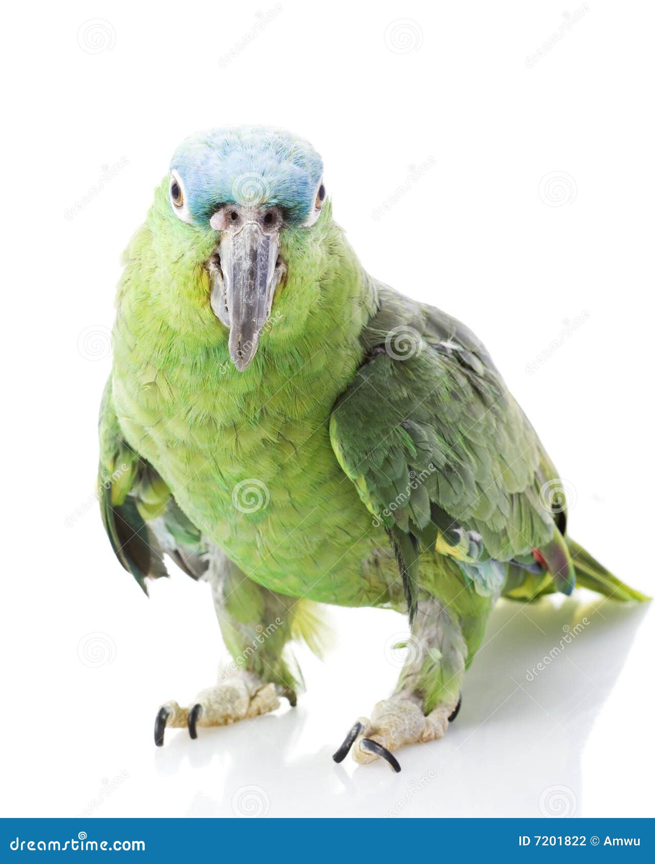 Bluenaped Amazon Parrot stock photo. Image of naped, color 7201822