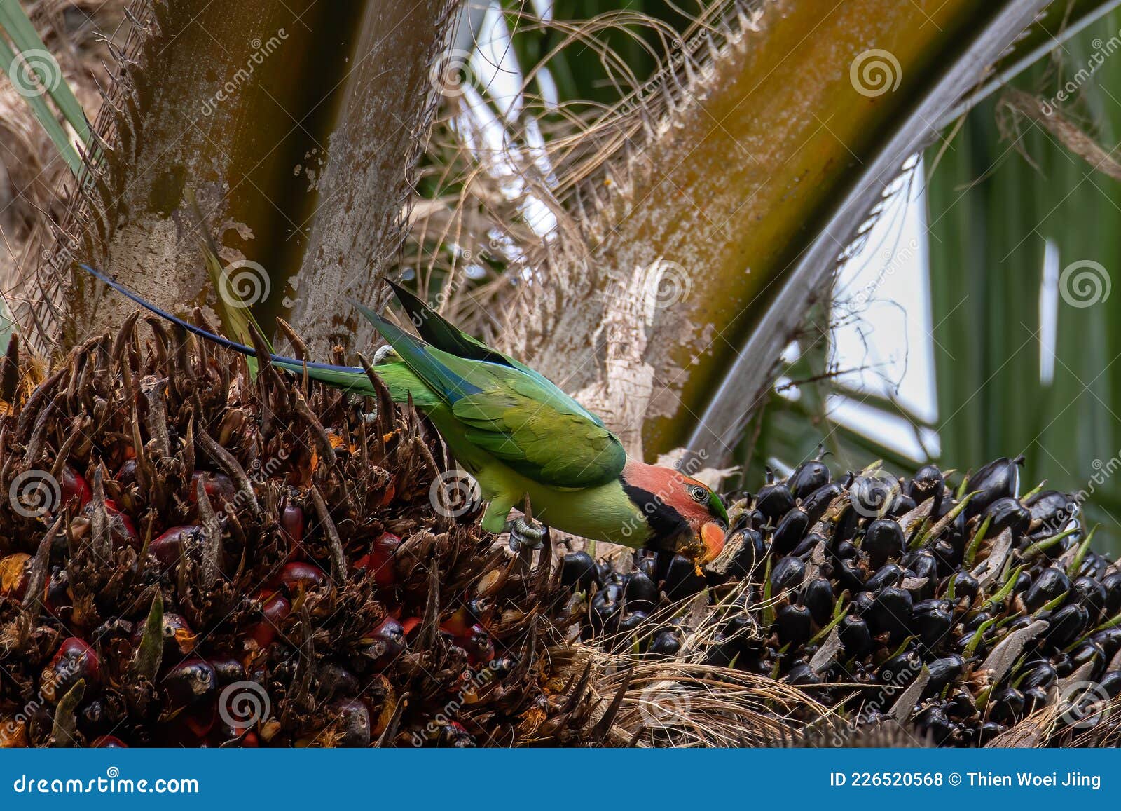 Bluenaped Parrot Eating Palm Tree Fruit Stock Photo Image of close