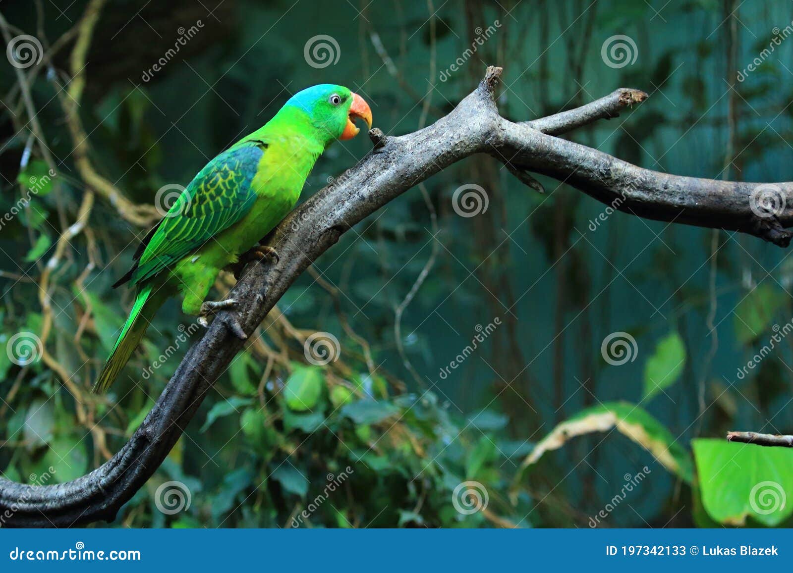 Bluenaped parrot stock image. Image of animal, asian 197342133