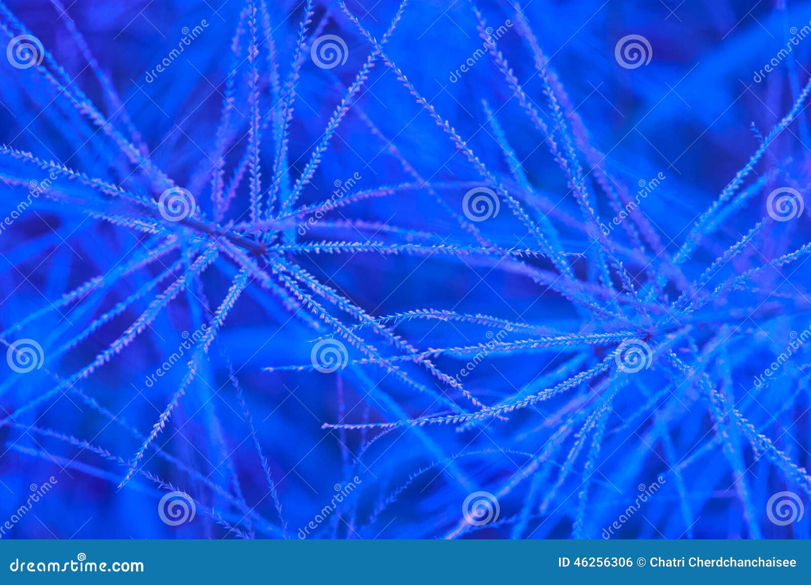 Blue Nature Abstract for Background Stock Photo Image of beauty
