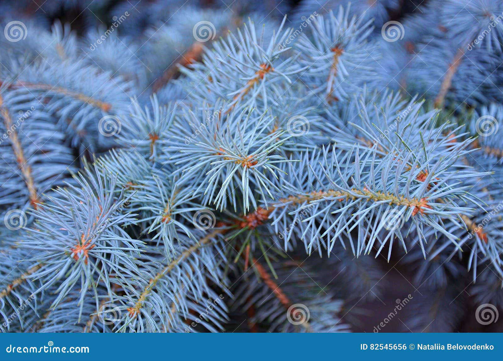 Blue Needles of a Christmas Tree in a Botanical Garden Stock Photo