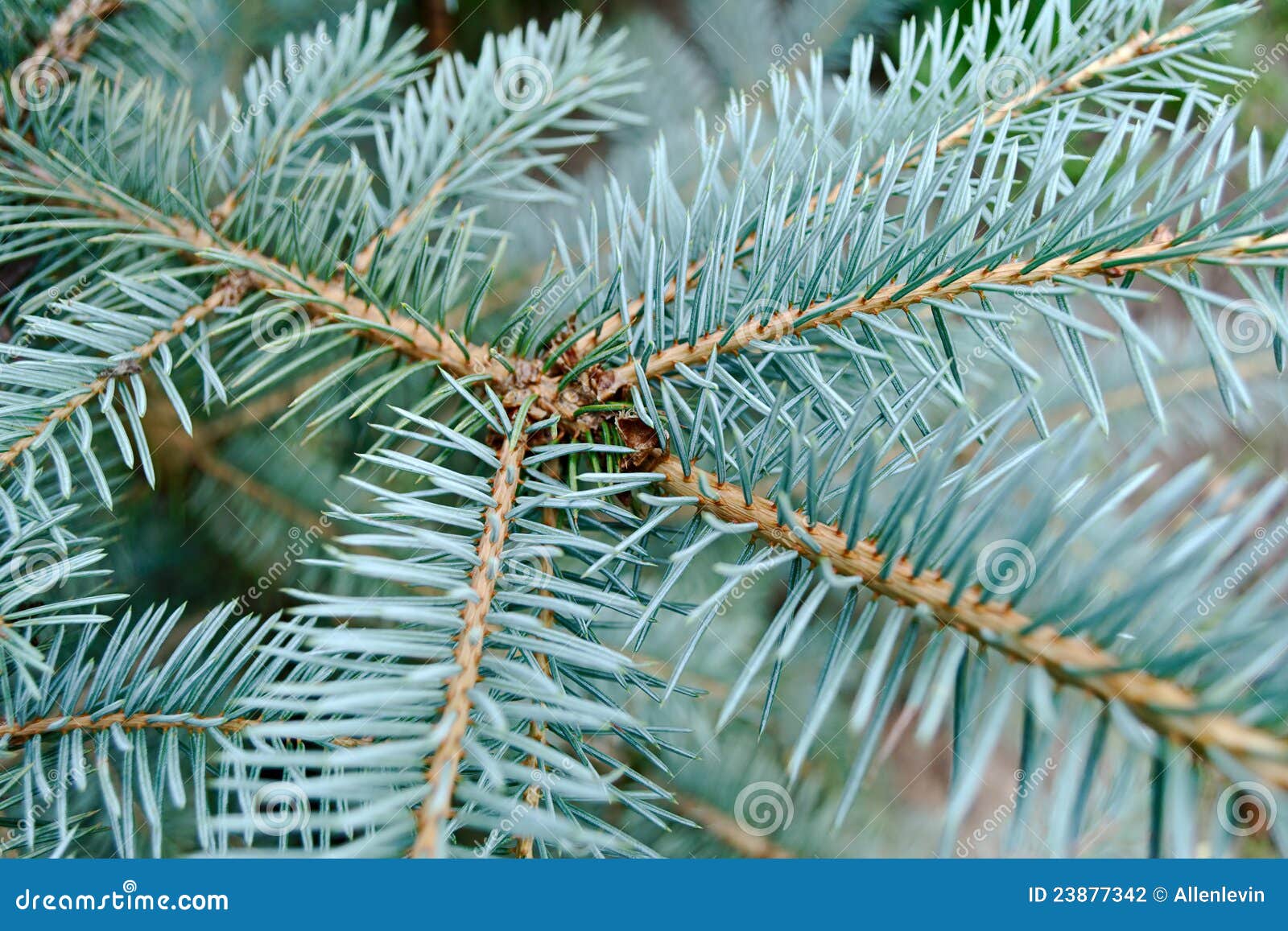 Blue Needles On The Young Branch Of The Spruce Stock Photography