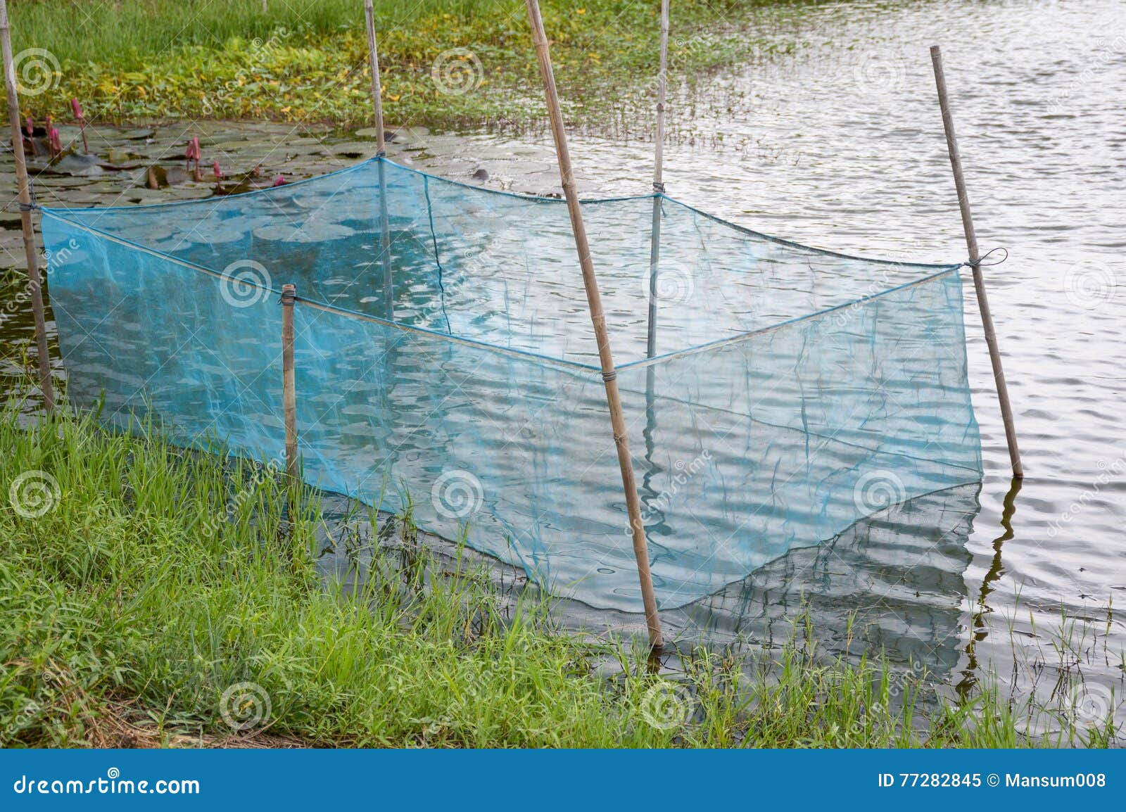 Blue net stock image. Image of outdoor, pond, blue, water - 77282845
