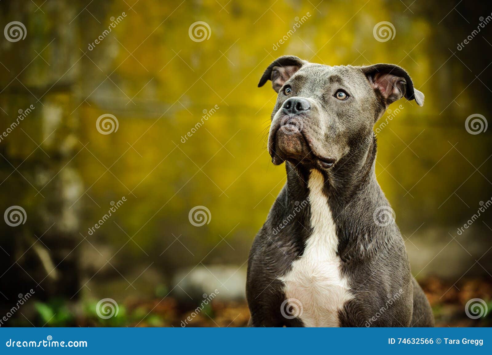 blue nose american pit bull terrier dog