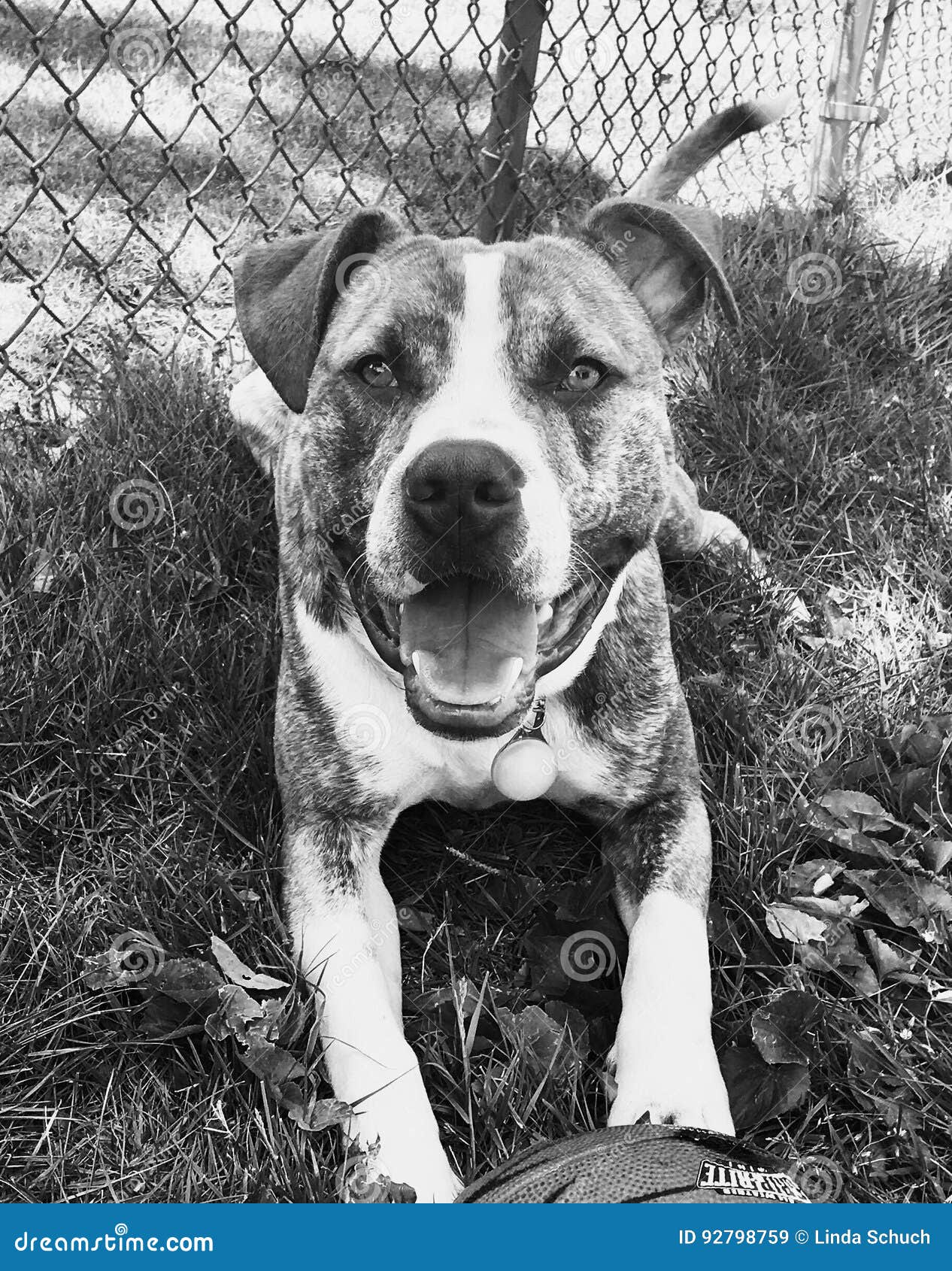 Blue Nose Pitbull Dog Black And White - Degraff Family