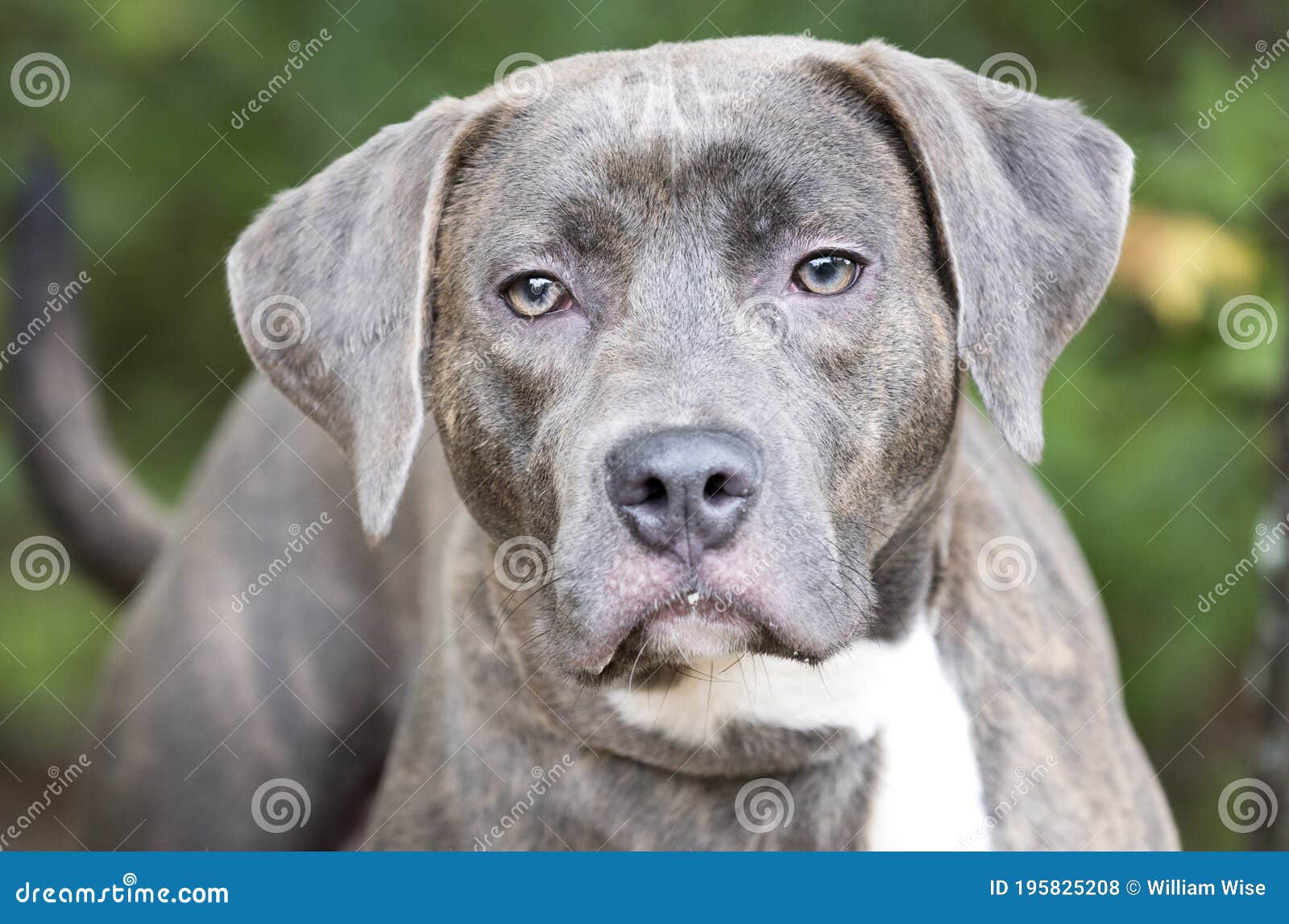 Blue Nose Silver Lab Weimaraner Mix Breed Dog Outside On Leash Stock Photo Image Of Husky Gray 195825208