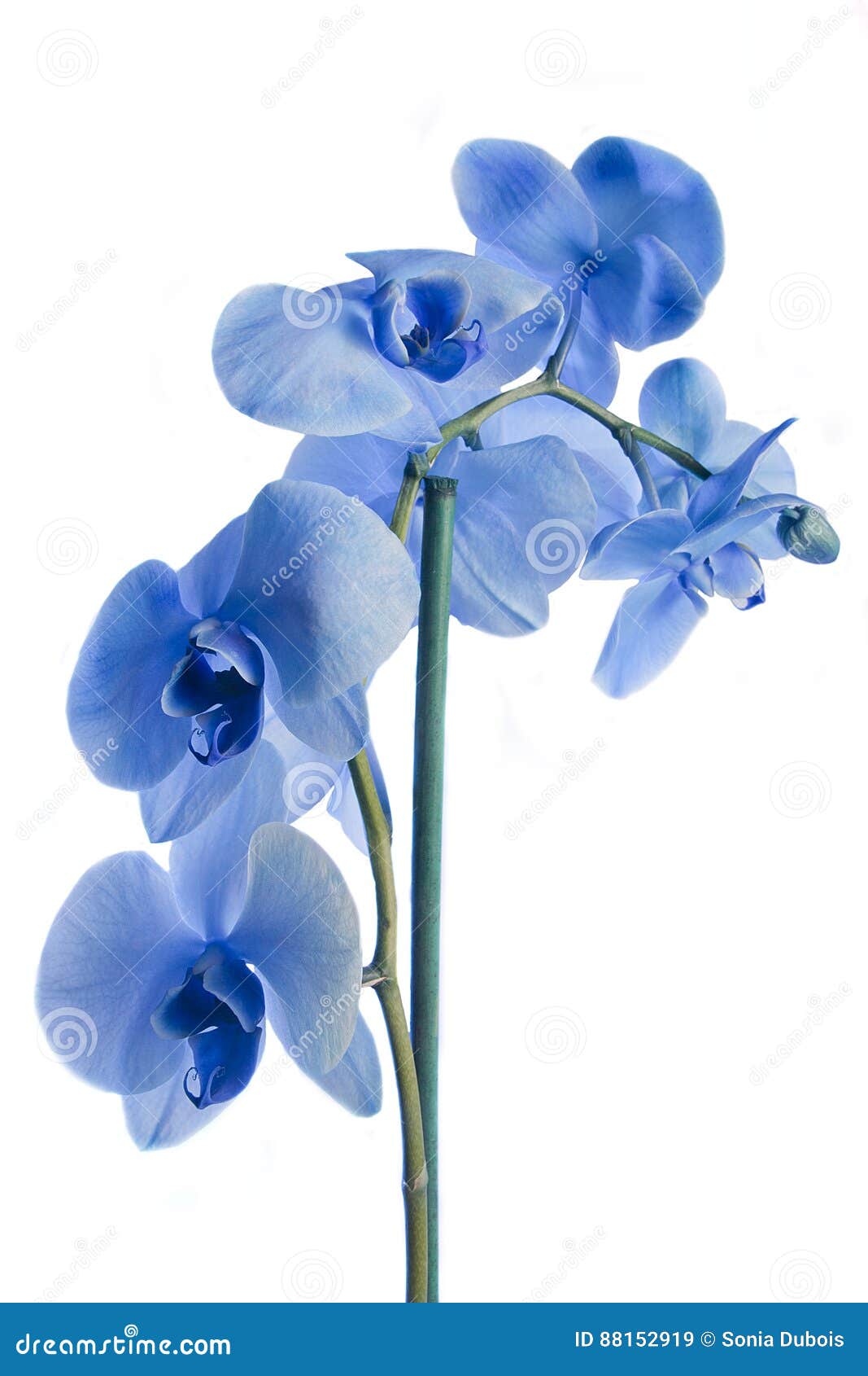 Blue orchid stock image. Image of plant, orchid, white 88152919