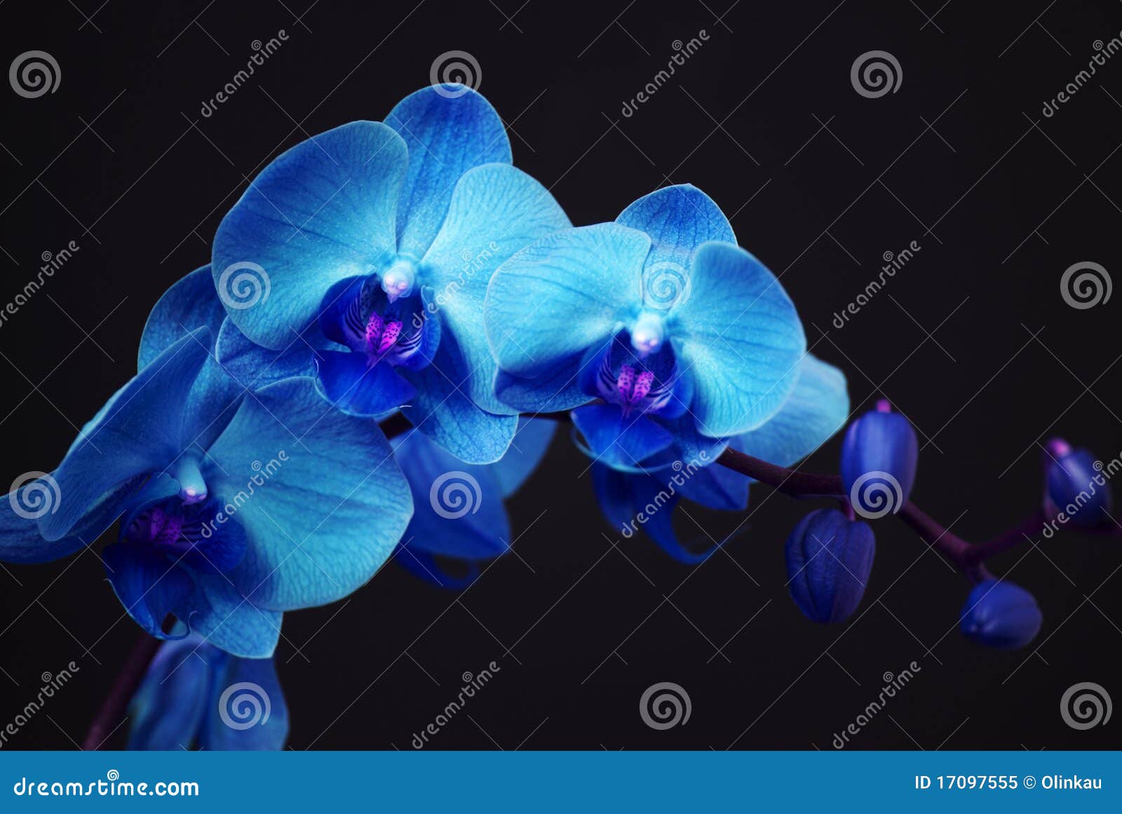 Blue orchid with buds stock image. Image of bouquet, background 17097555