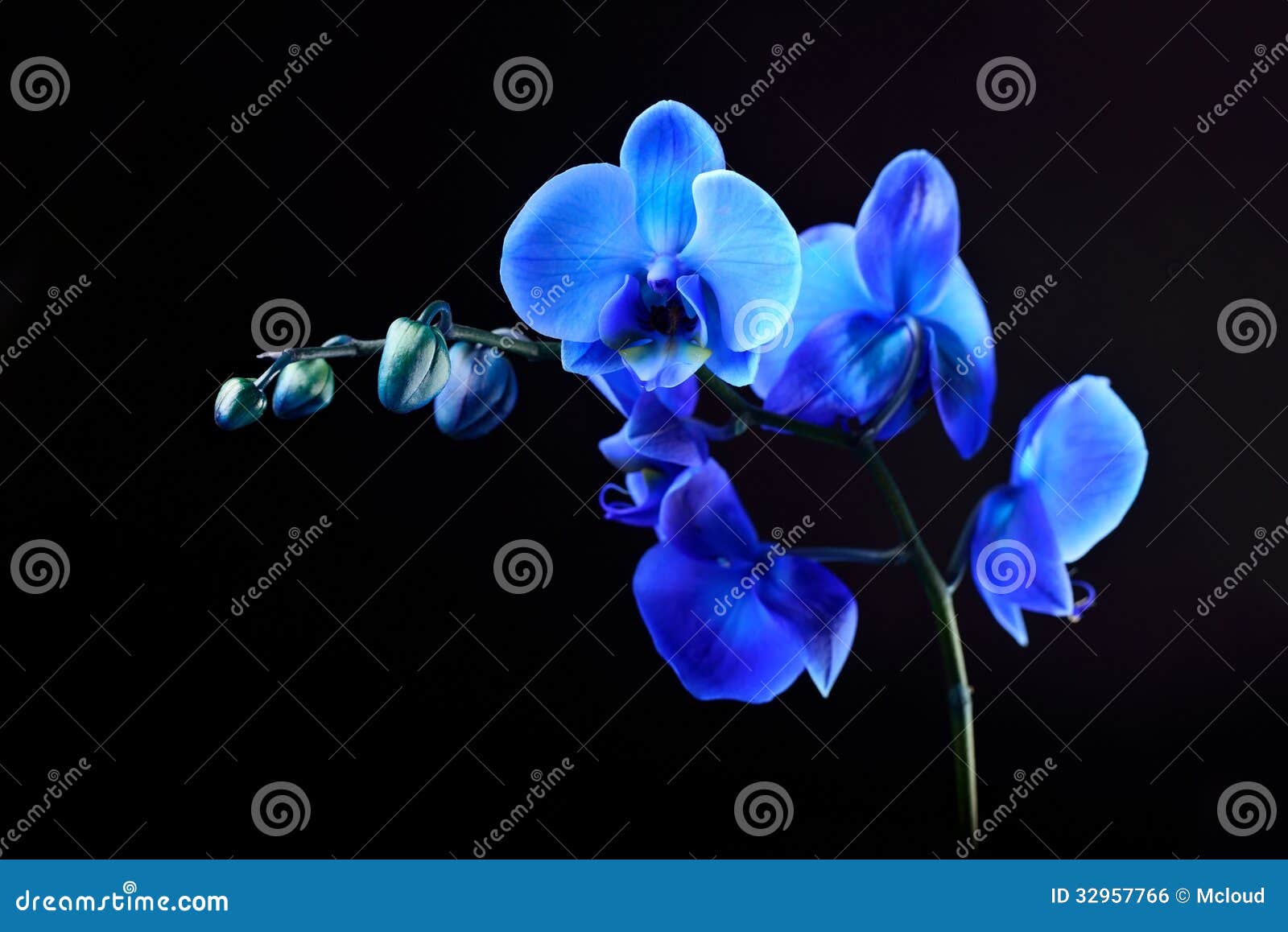 Blue Orchid Flower On A White Background Blue Phalaenopsis Background