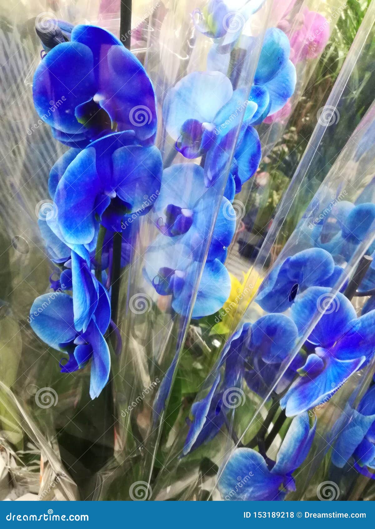 Blue Orchid stock photo. Image of orchid, flower, shop 153189218