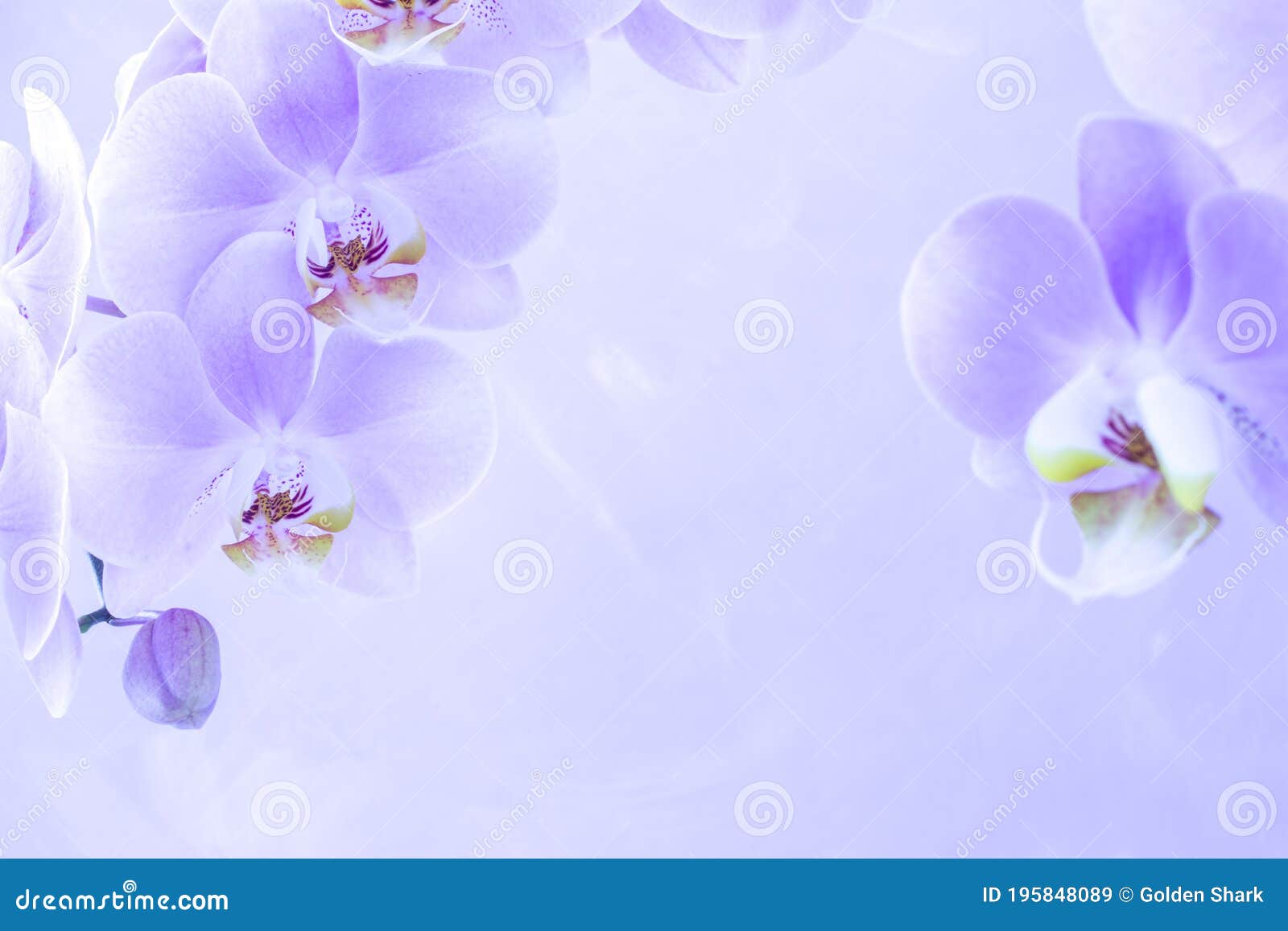 Blue Orchid Flowers on Pink Background with Copy Space Stock Image