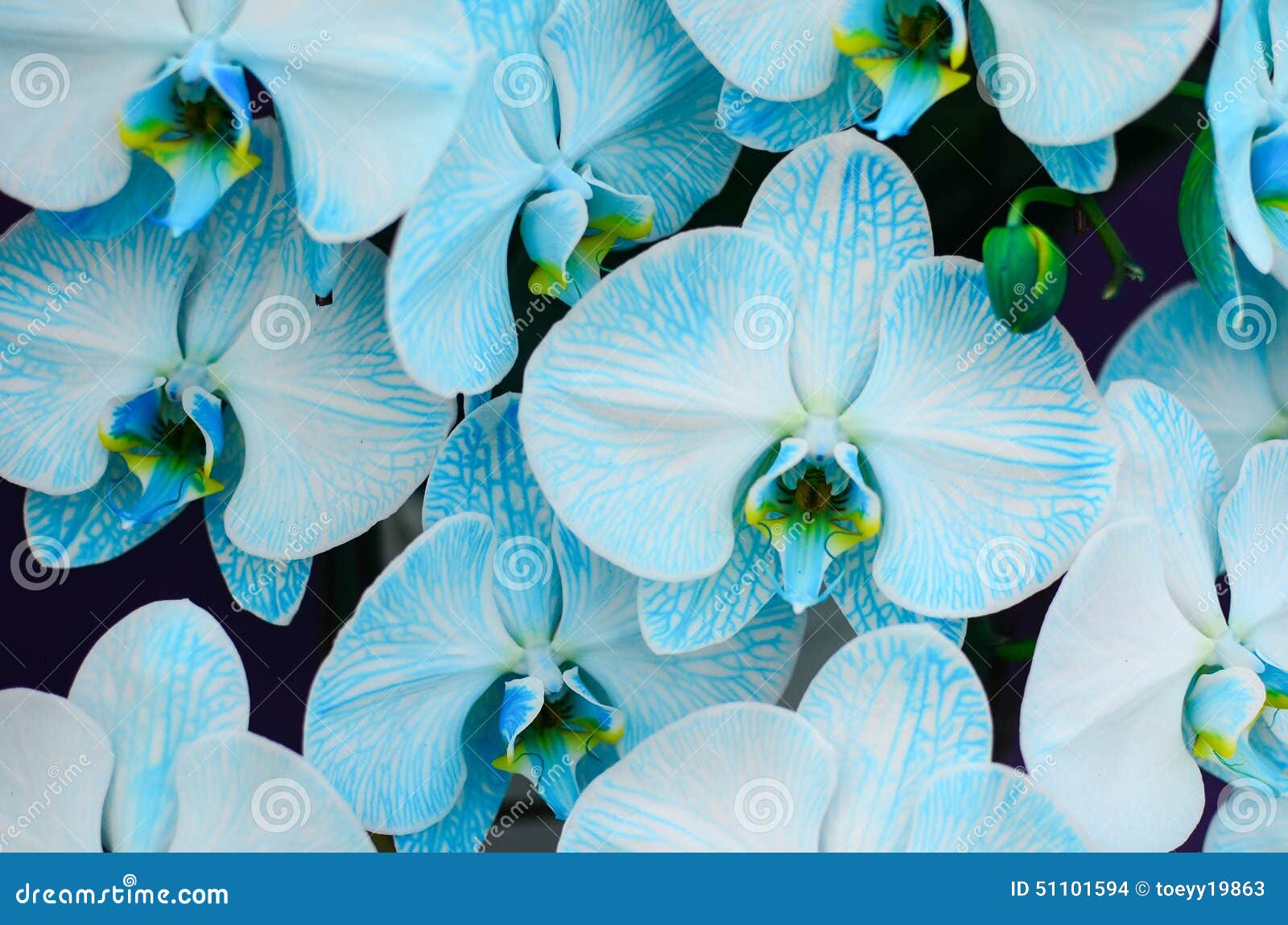 Blue orchid stock photo. Image of garden, green, color 51101594