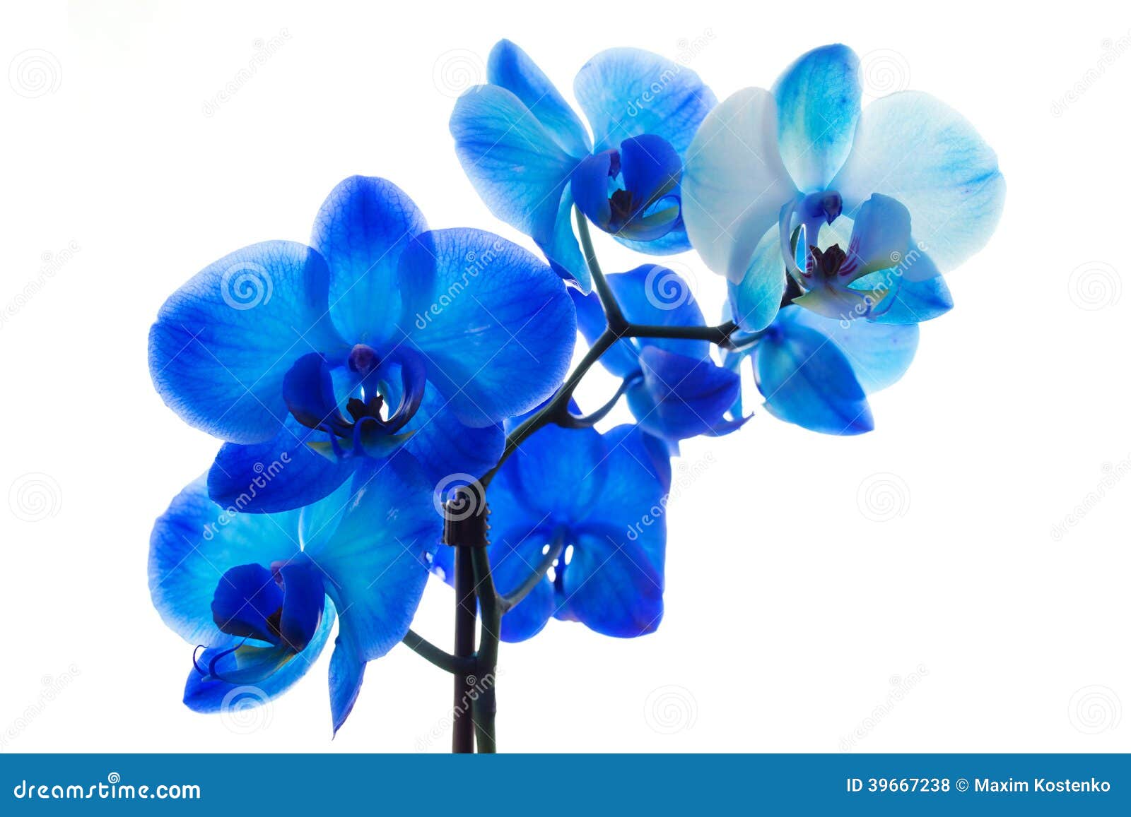 Blue orchid isolated stock photo. Image of abstract, nice 39667238