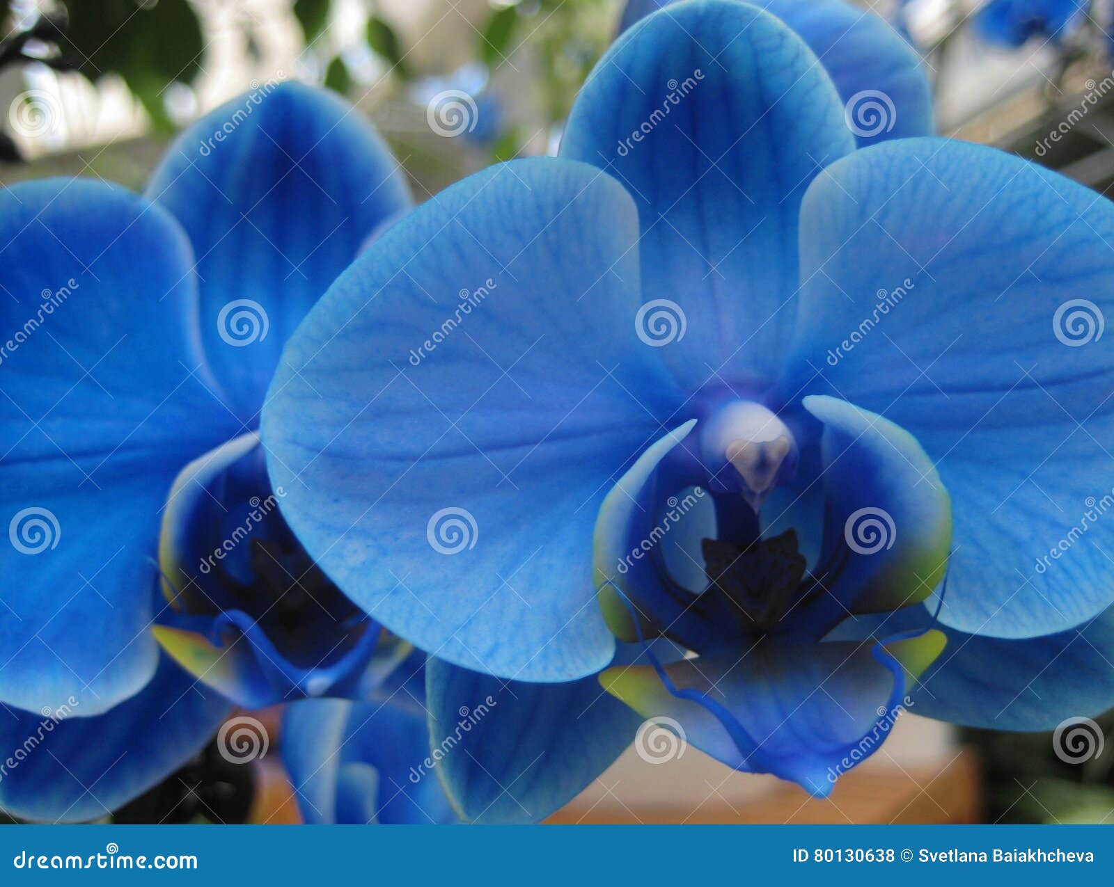 Blue Orchid (lat. OrchidÃ¡ceae) - Phalaenopsis Royal Blue Stock Photo -  Image of nature, color: 80130638