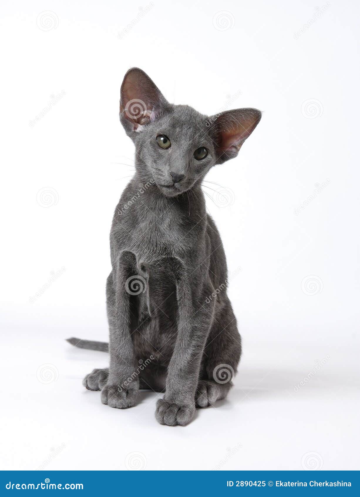 Blue Oriental Cat