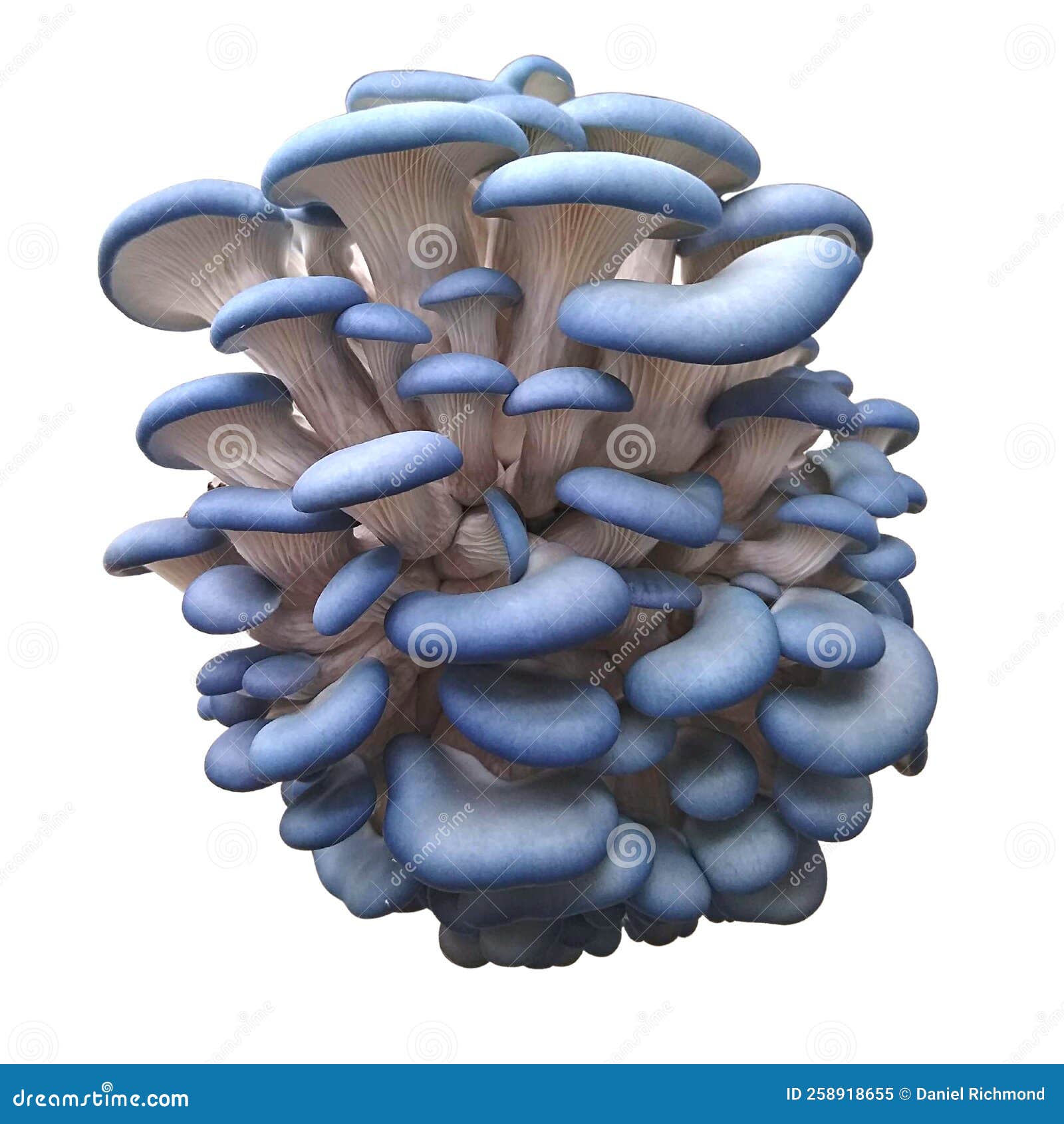 Blue Oyster Mushrooms - Oyster Mushrooms Growing Stock Image - Image of