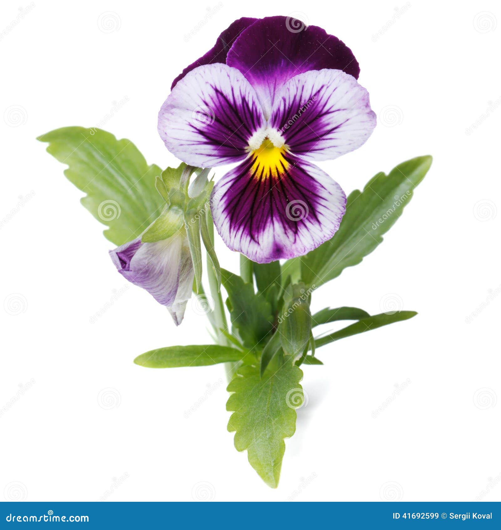 Blue Pansy with a Bud Close-up Isolated Stock Image - Image of blossom ...