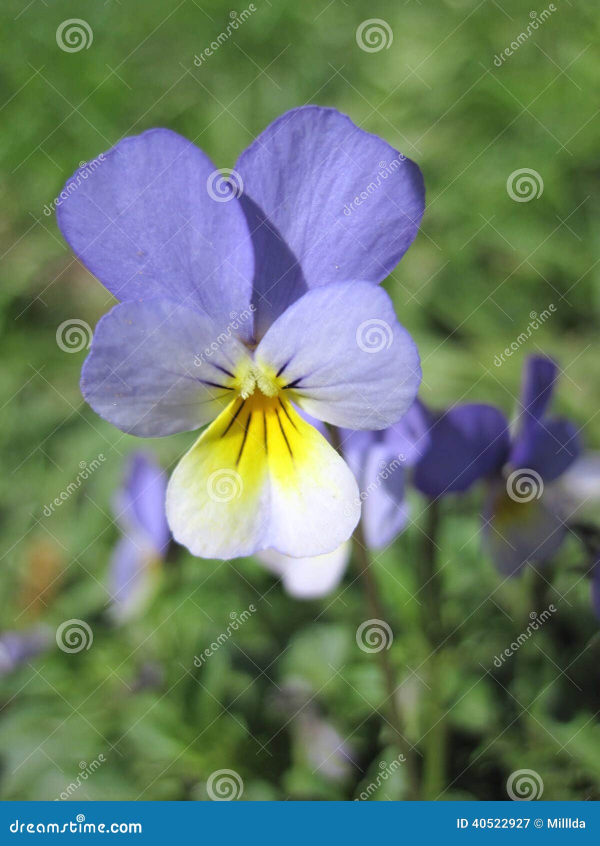Blue pansy flower stock image. Image of garden, view 40522927