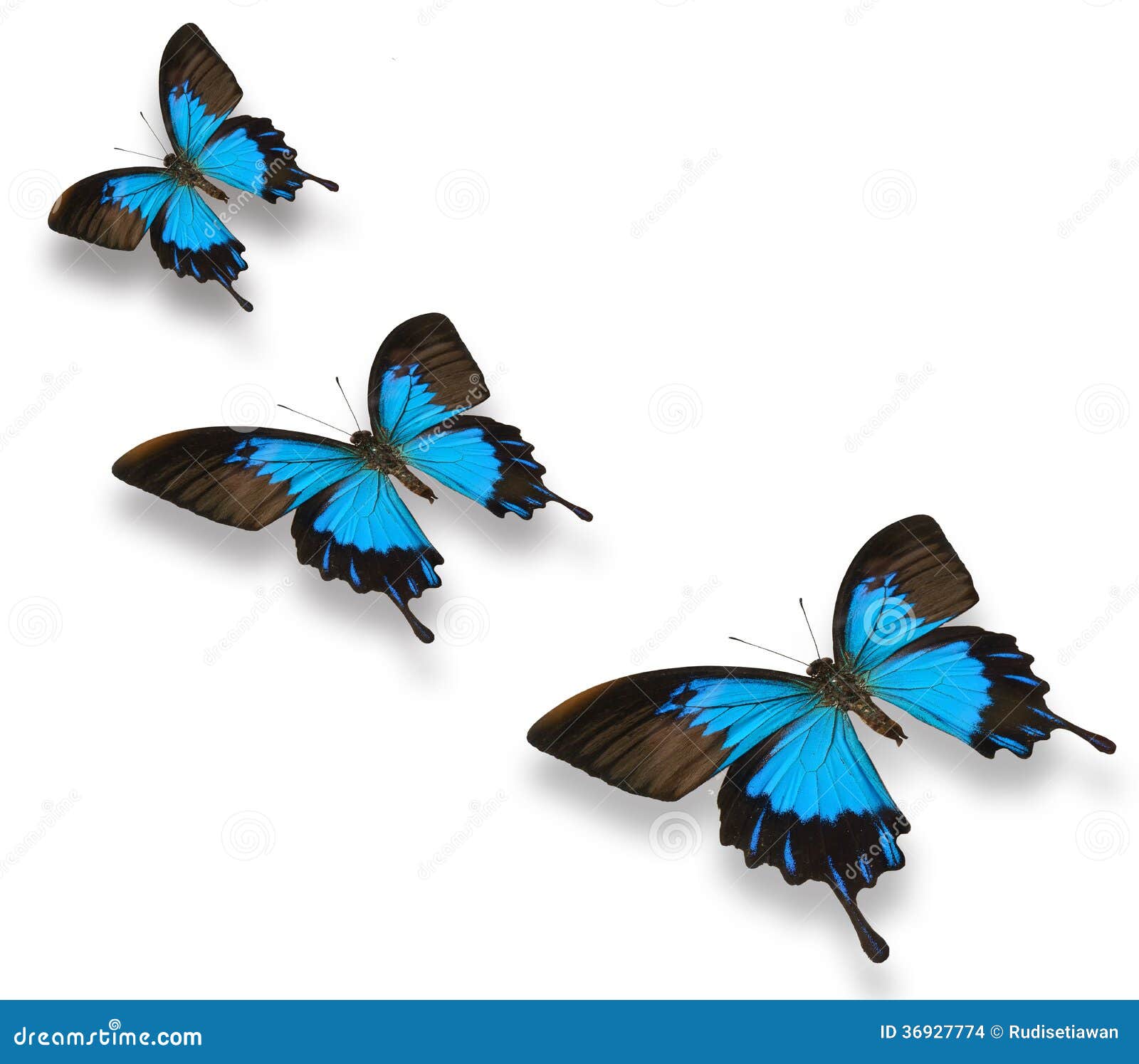 Blue papilio butterfly stock photo. Image of background 36927774
