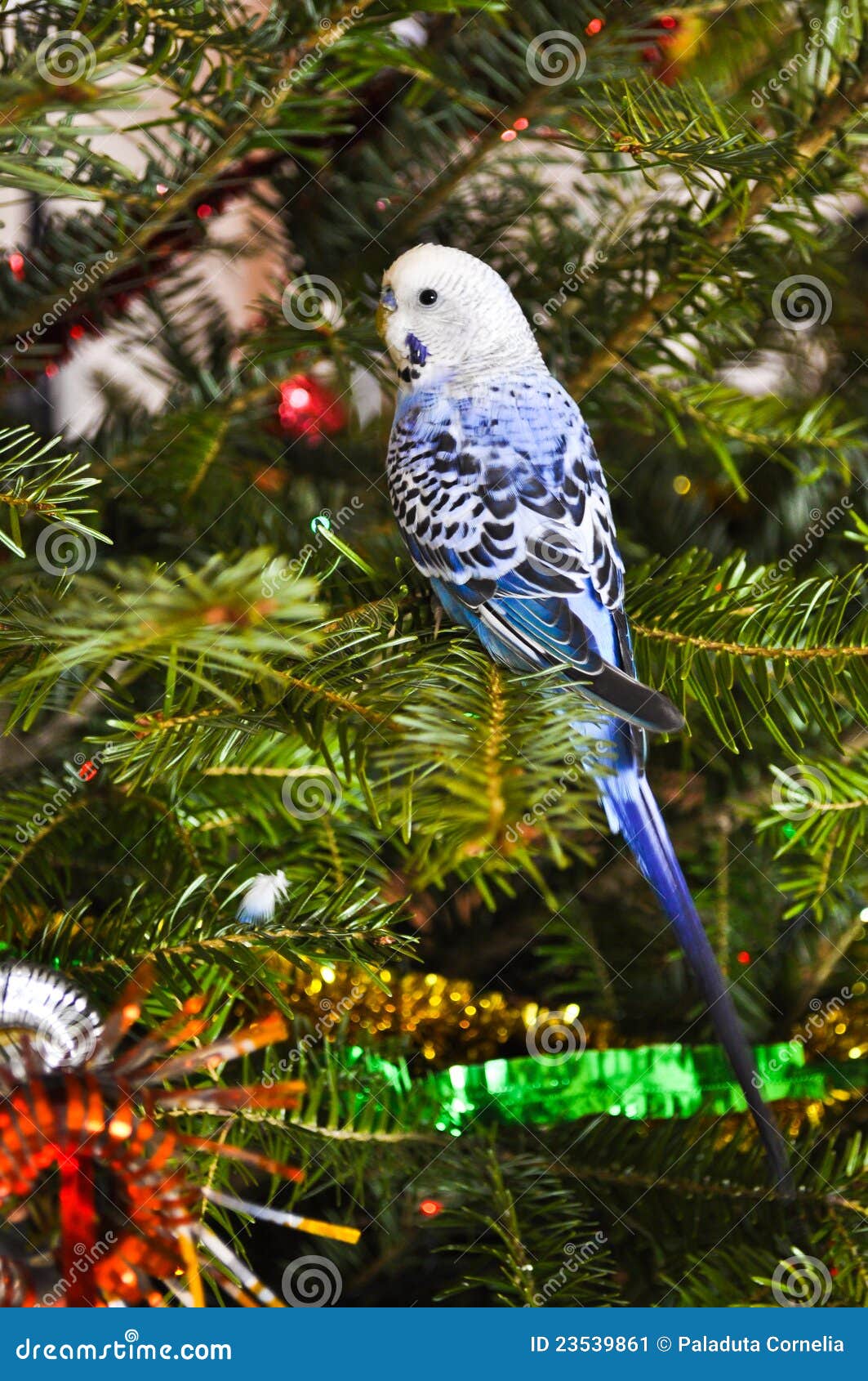 Blue parakeets stock image. Image of beautiful, christmas 23539861