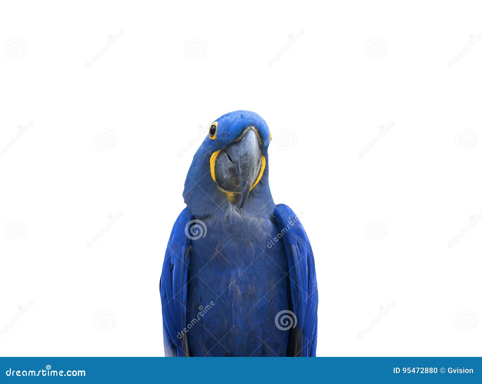 Blue Parrot. Portrait Big Blue Parrot Hyacinth Macaw, Anodorhynchus