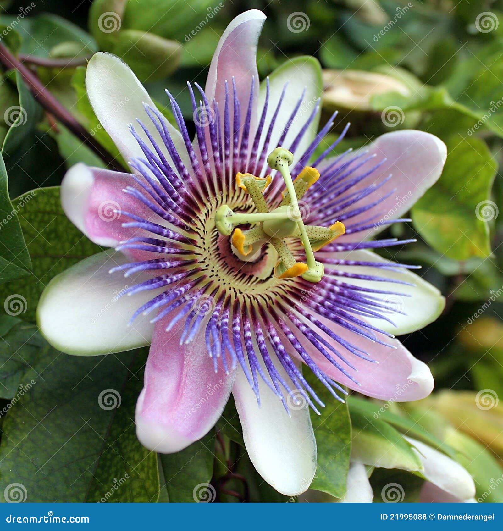 Blue Passion Flower Passiflora Caerulea Stock Photo Image of blue, passion 21995088
