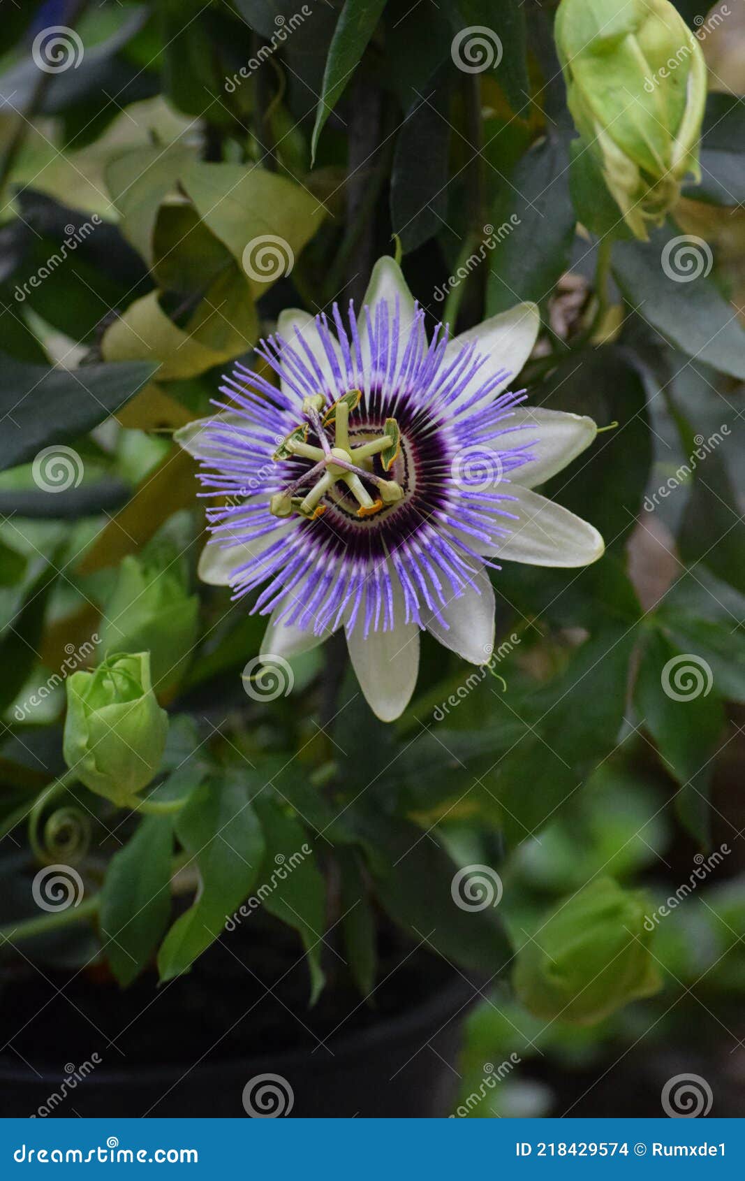A Blue Passion Flower in a Pot Stock Photo Image of five, halo 218429574