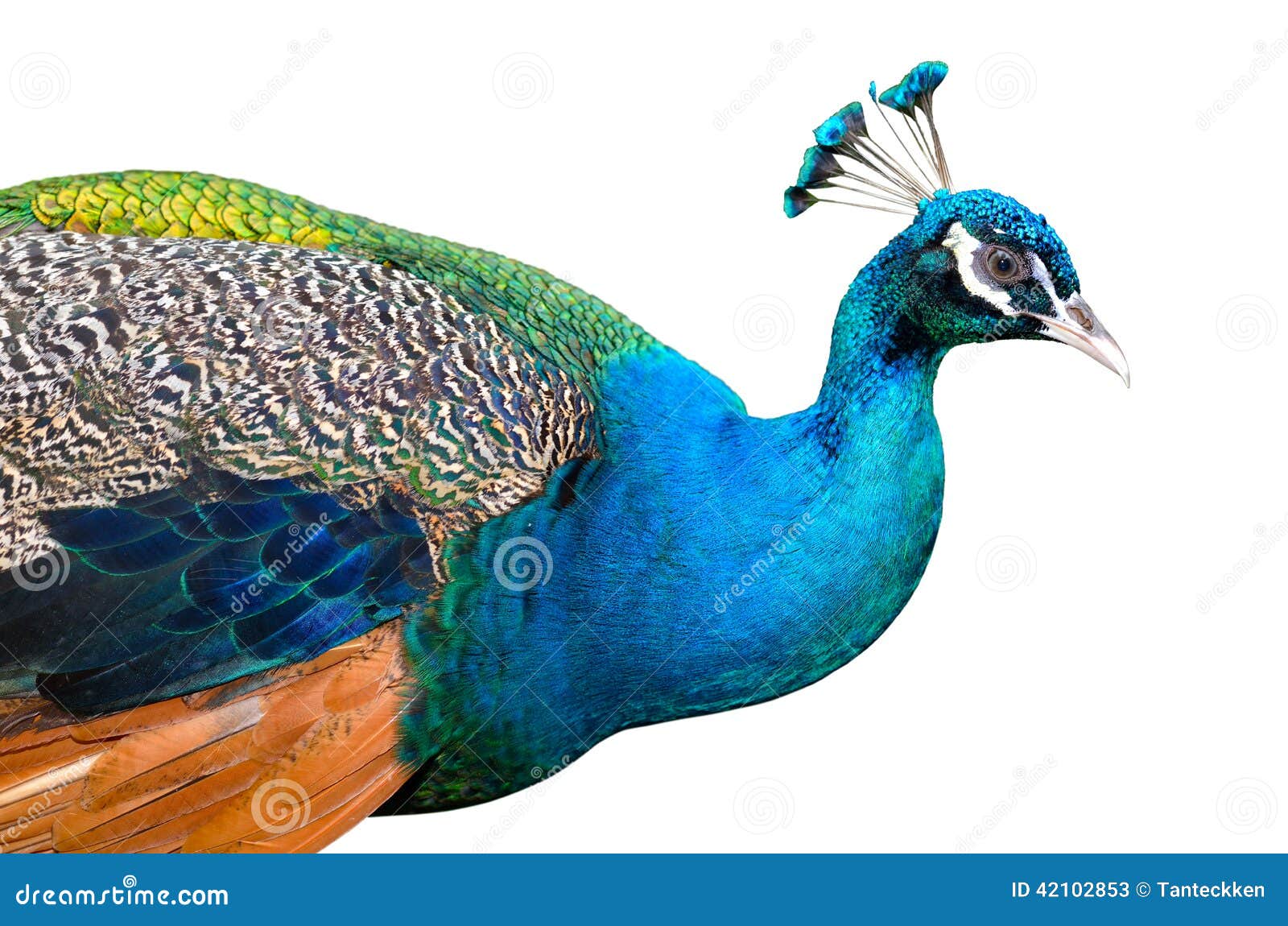 Pecock Background Stock Photos - Free & Royalty-Free Stock Photos from  Dreamstime