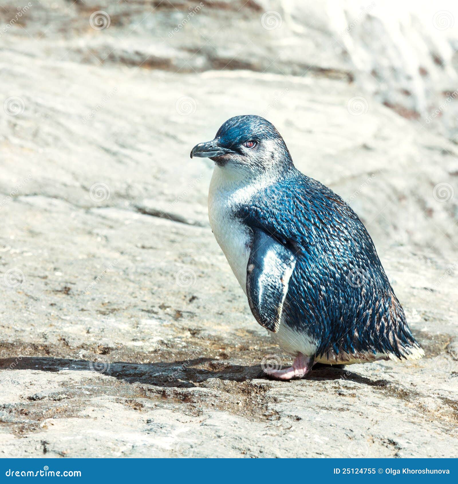 Blue penguin stock image. Image of blue, south, korora - 25124755