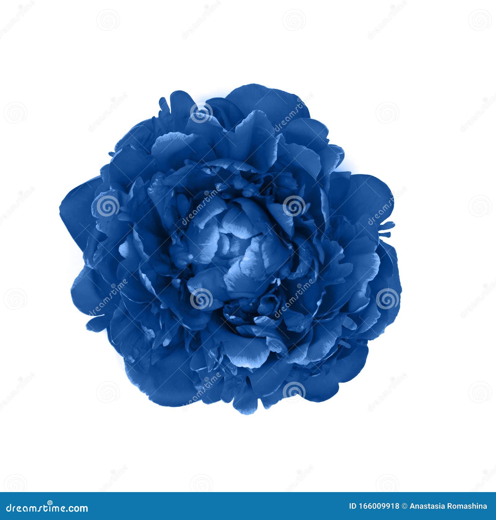 Blue Peony On Isolated Background White Background Stock Photo Image