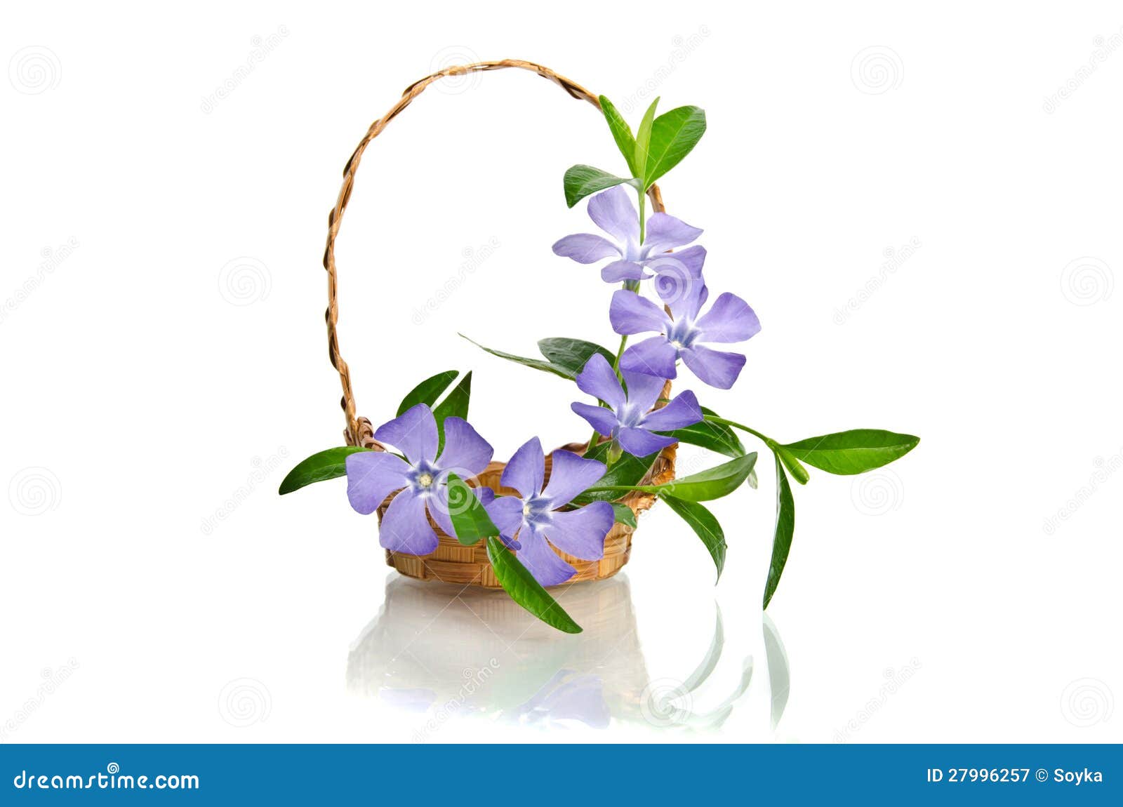 Blue Periwinkle in the Basket Stock Image Image of decoration, botany