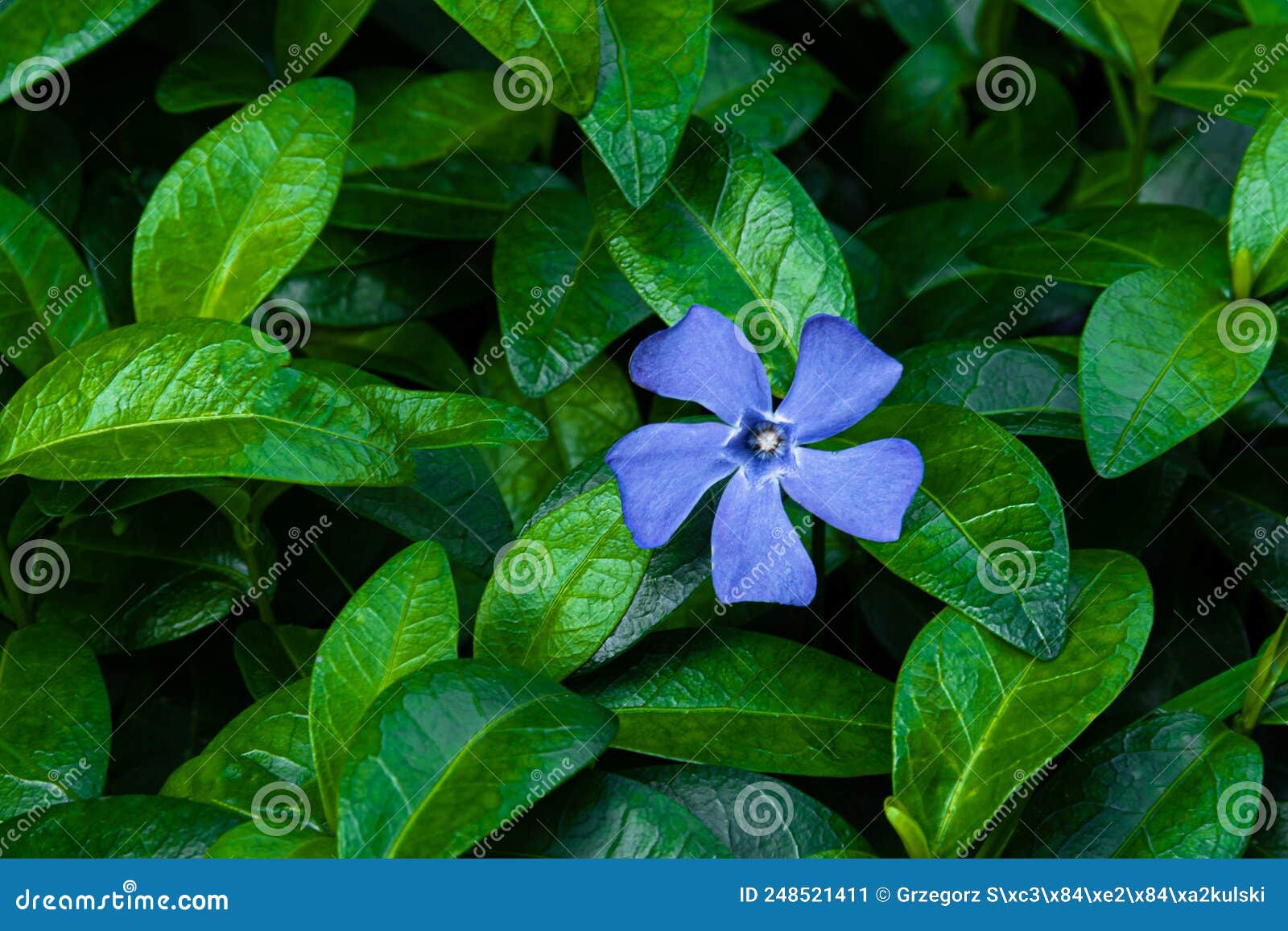 Blue Periwinkle Spring Flower Stock Image Image of leaf, blooming
