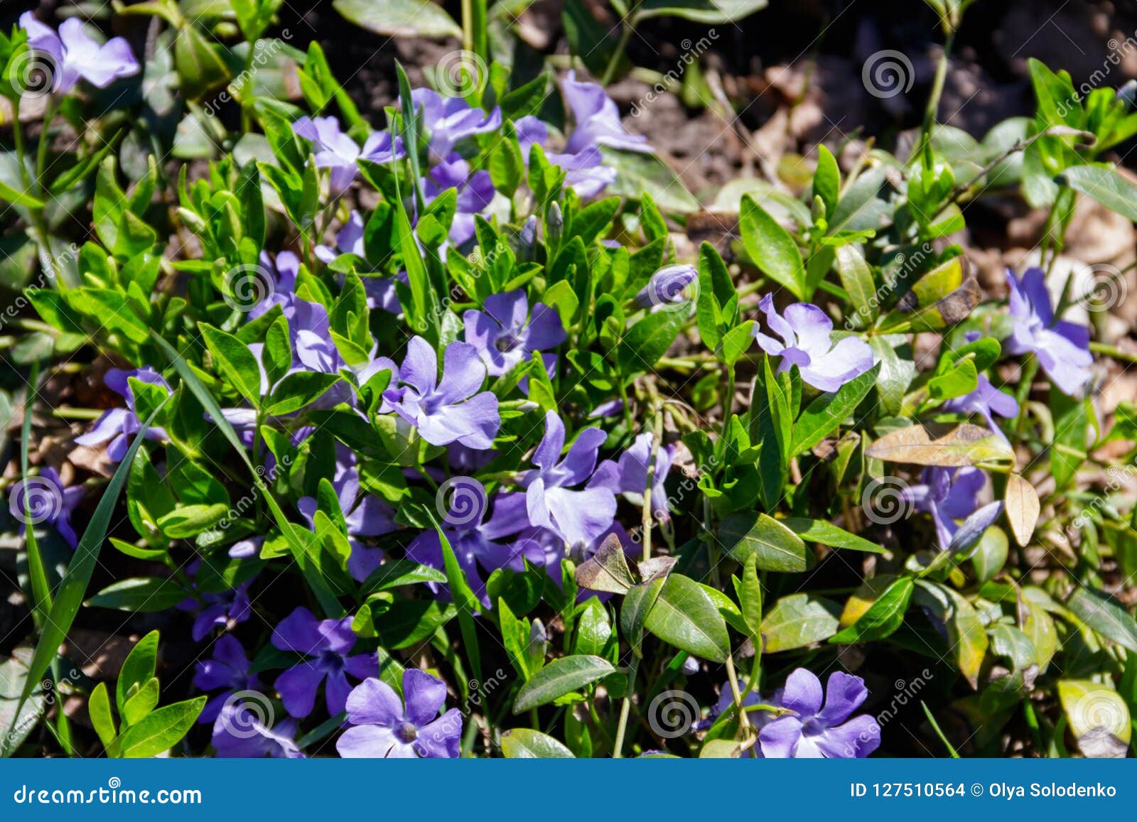 Blue Periwinkle Vinca Minor Stock Photo Image Of Blue Grow 127510564