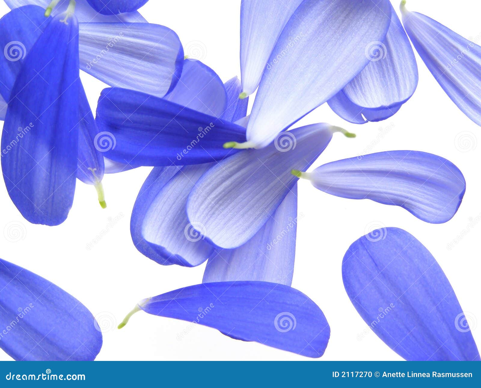 Blue petals stock photo. Image of detail, natural, nature 2117270