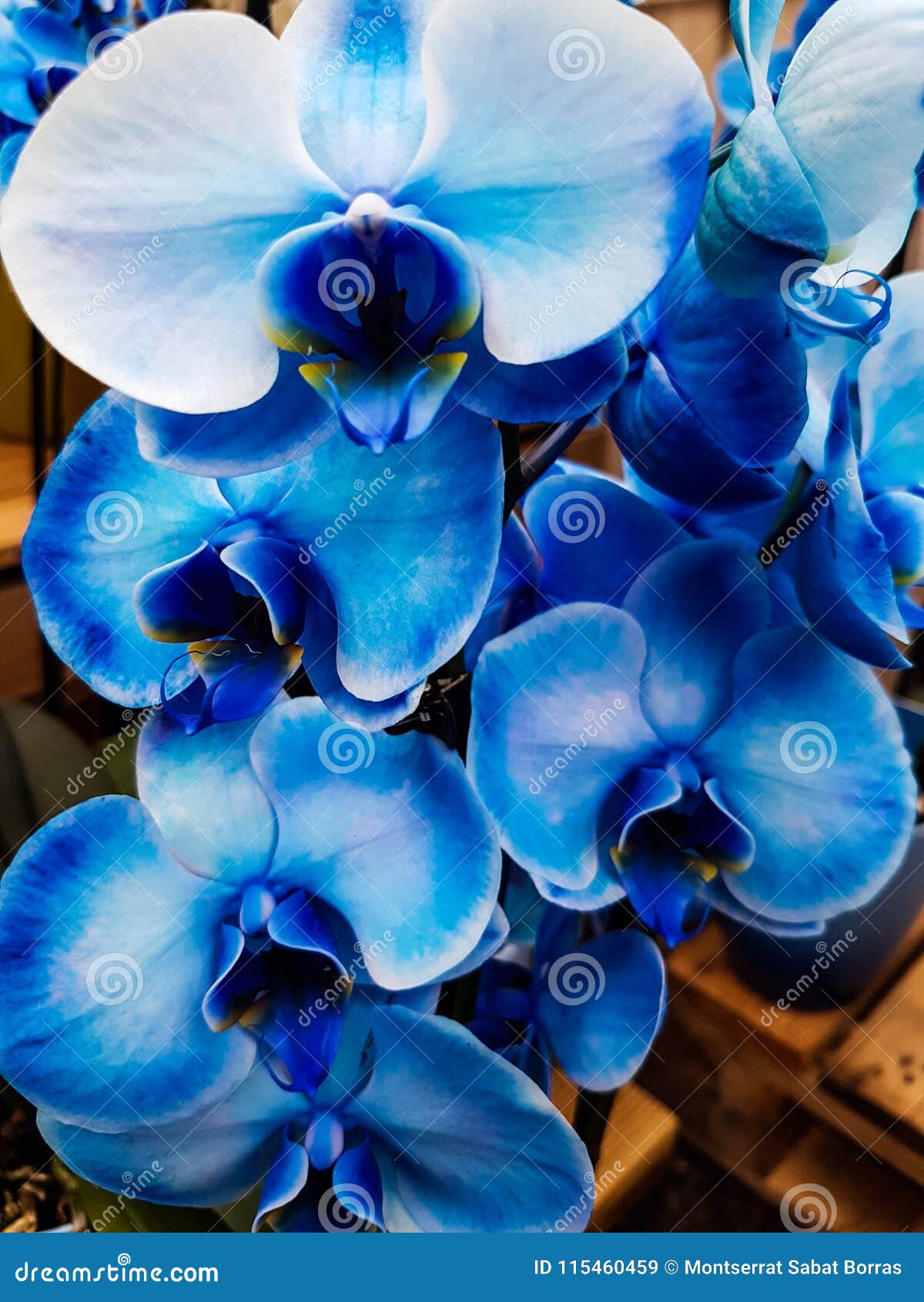 Blue Phalaenopsis Orchid Stock Image Image Of Fascinating 115460459